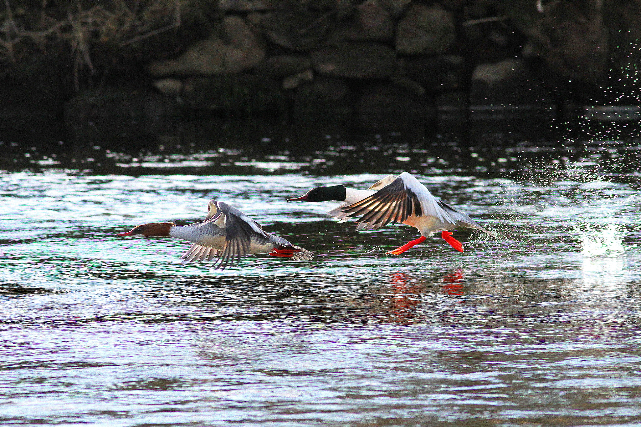 Canon EF 300mm F4L IS USM sample photo. Goosander in flight photography
