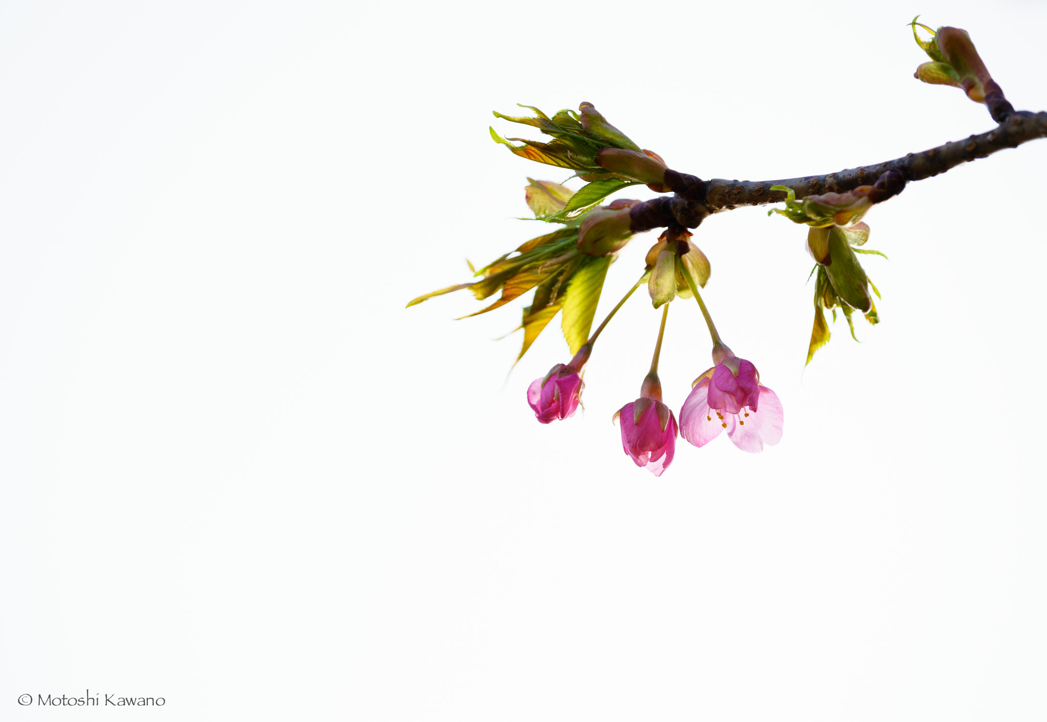 Sony 70-300mm F4.5-5.6 G SSM II sample photo. During startup..... photography