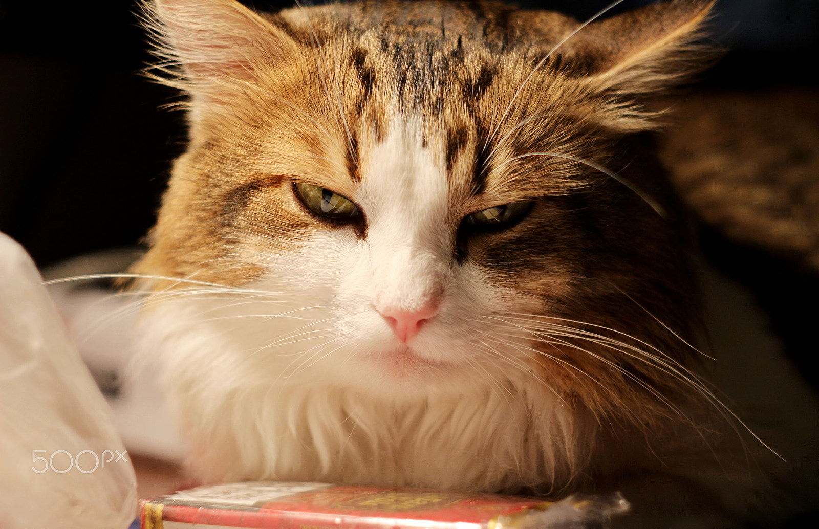 Canon EF 28-80mm f/3.5-5.6 sample photo. самый лучший кот photography