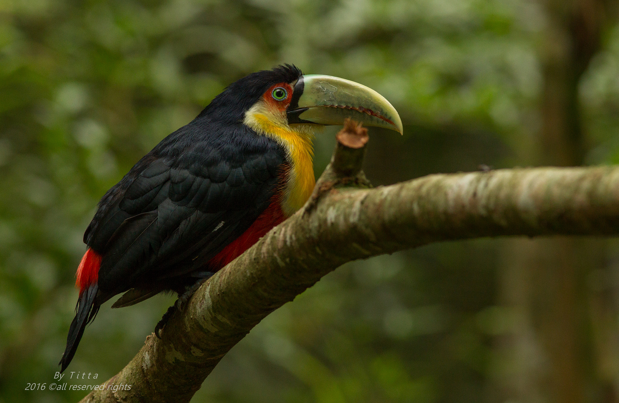 Canon EF 300mm F4L IS USM sample photo. Tucano do bico verde-parque das  aves photography