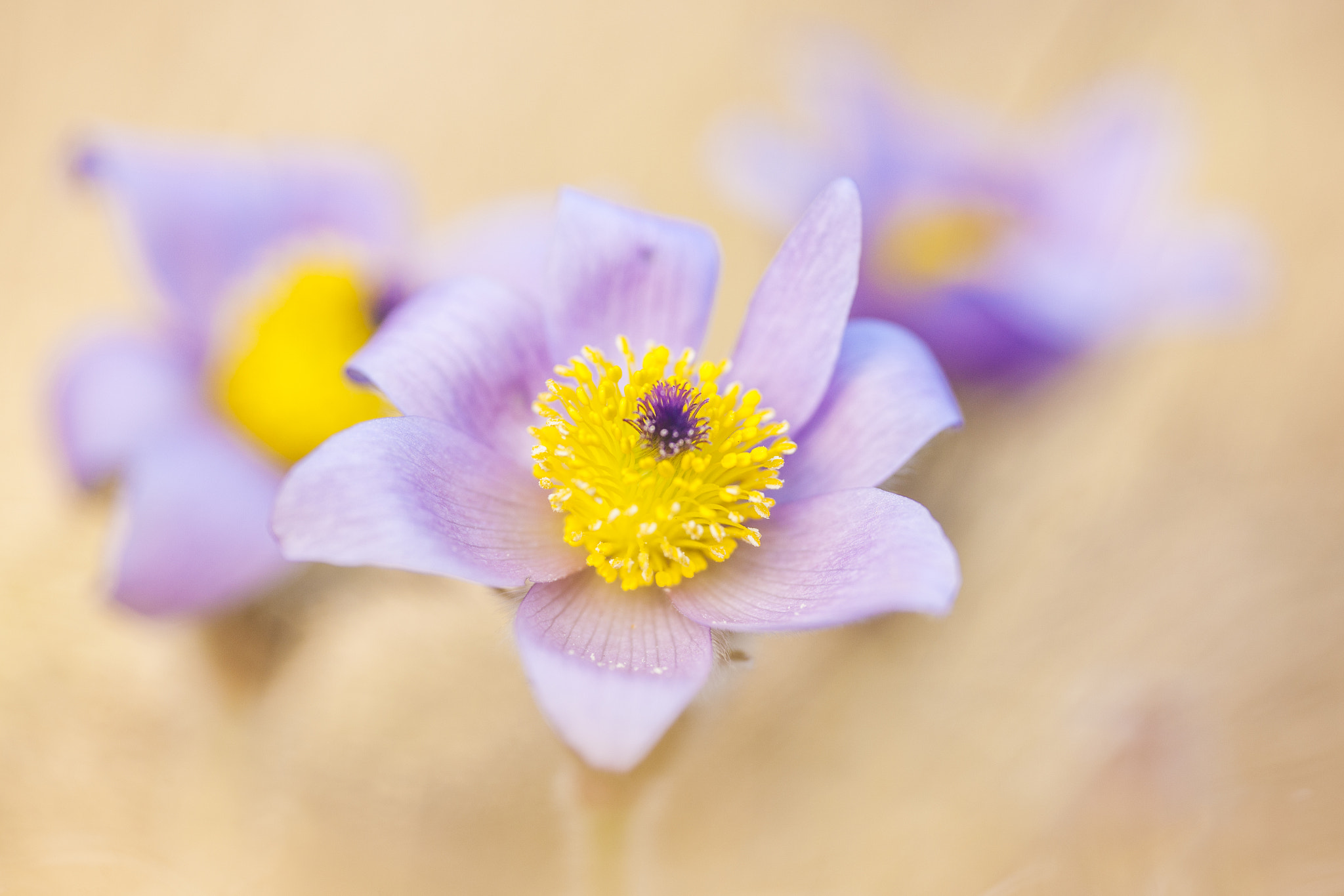 Sigma APO Macro 180mm F2.8 EX DG OS HSM sample photo. Pulsatilla grandis photography