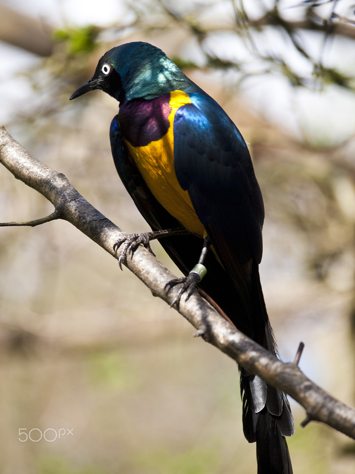 Olympus PEN E-P1 sample photo. Golden-breasted starling photography