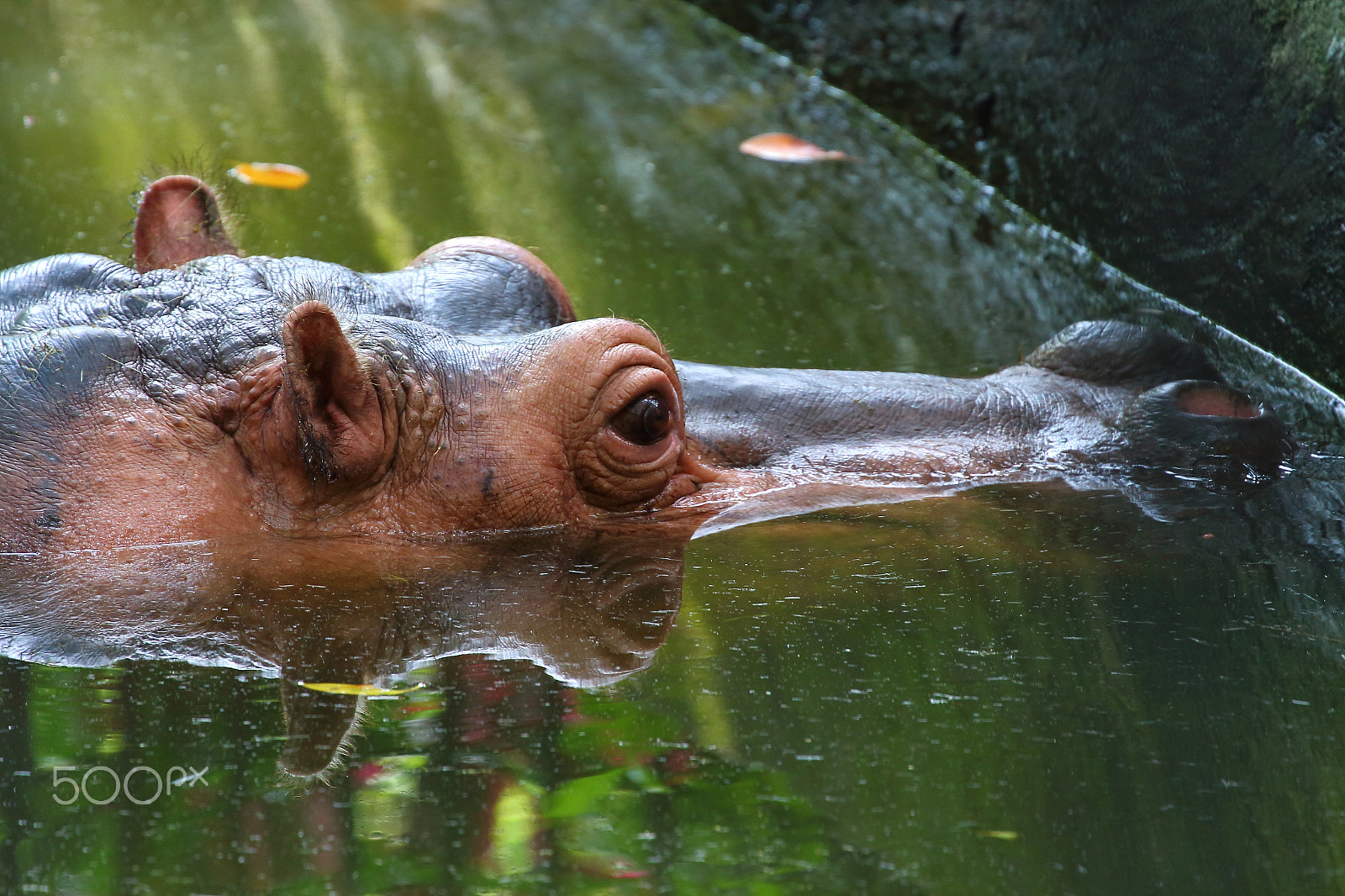 Canon EOS 650D (EOS Rebel T4i / EOS Kiss X6i) sample photo. Lazy hippo photography