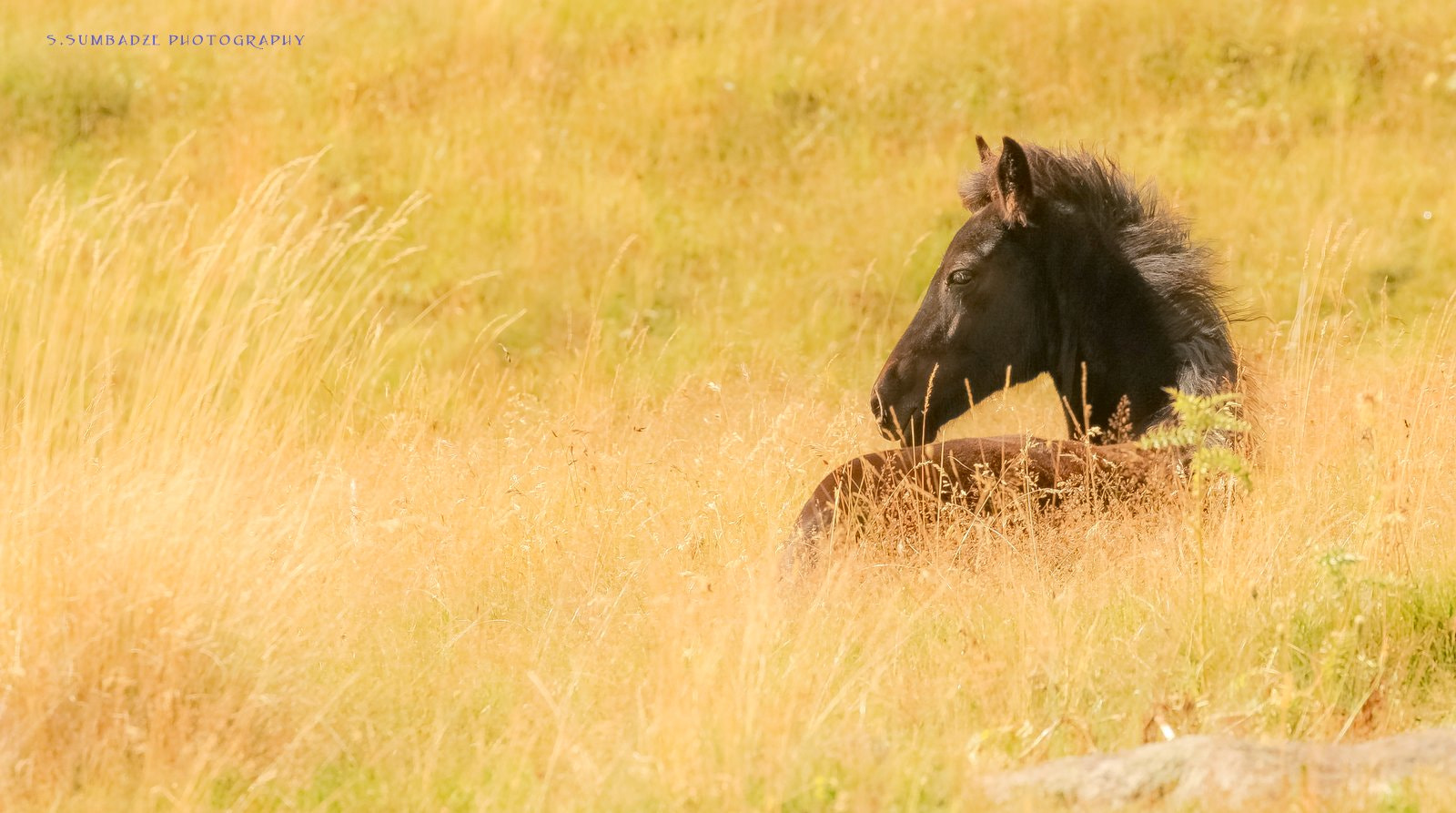 Canon EOS-1Ds Mark III sample photo. Horse photography