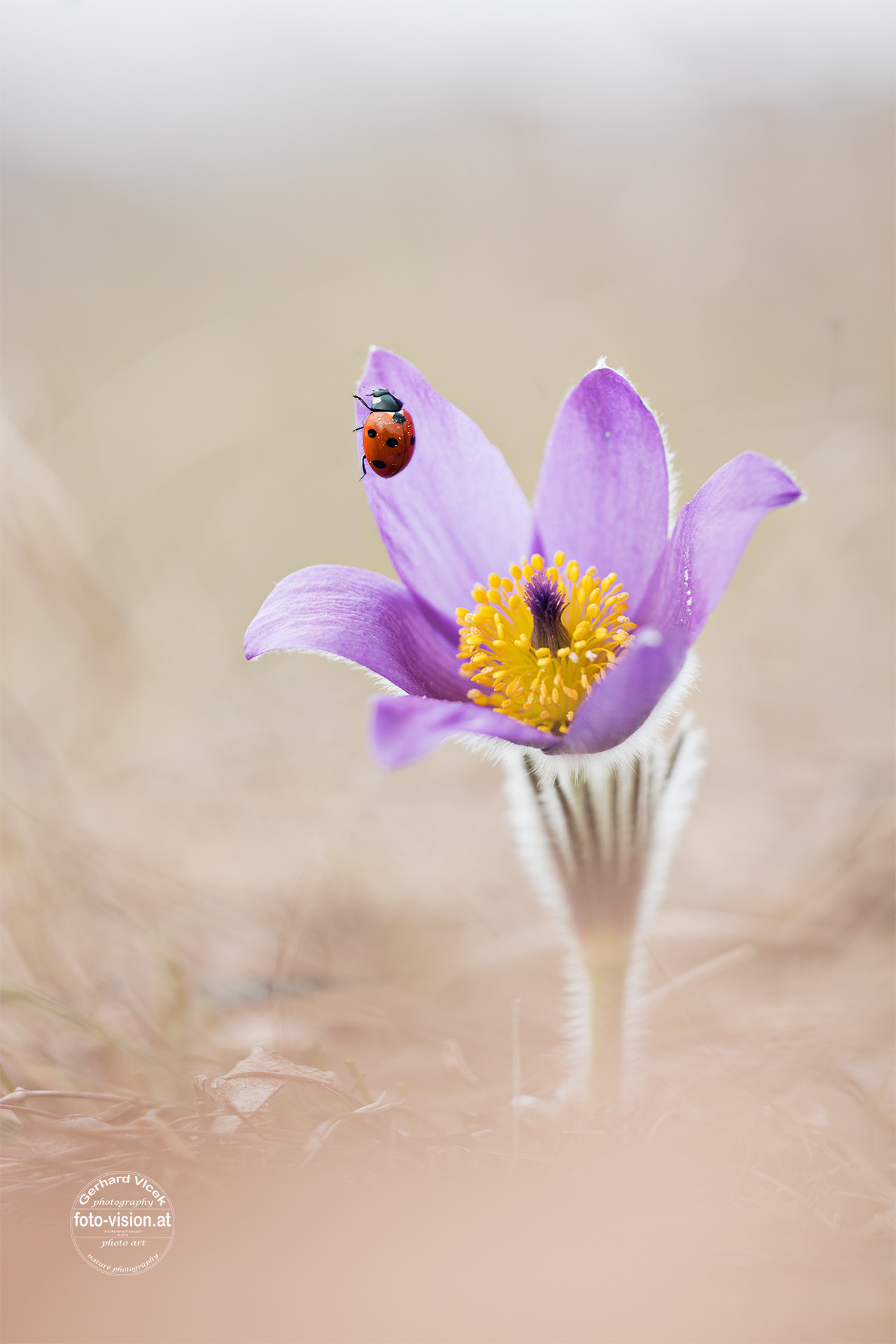 Sigma APO Macro 150mm f/2.8 EX DG HSM sample photo. The visitor photography