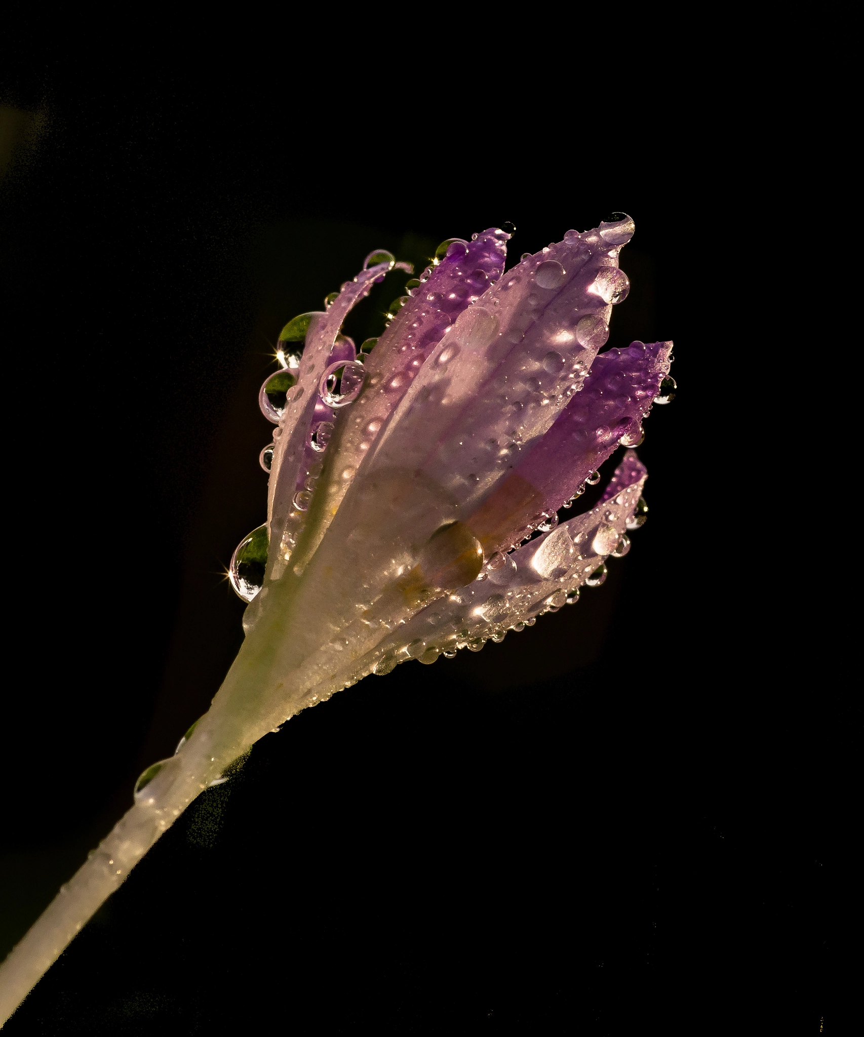 Sony SLT-A77 + Sigma 30mm F1.4 EX DC HSM sample photo. Krokus photography