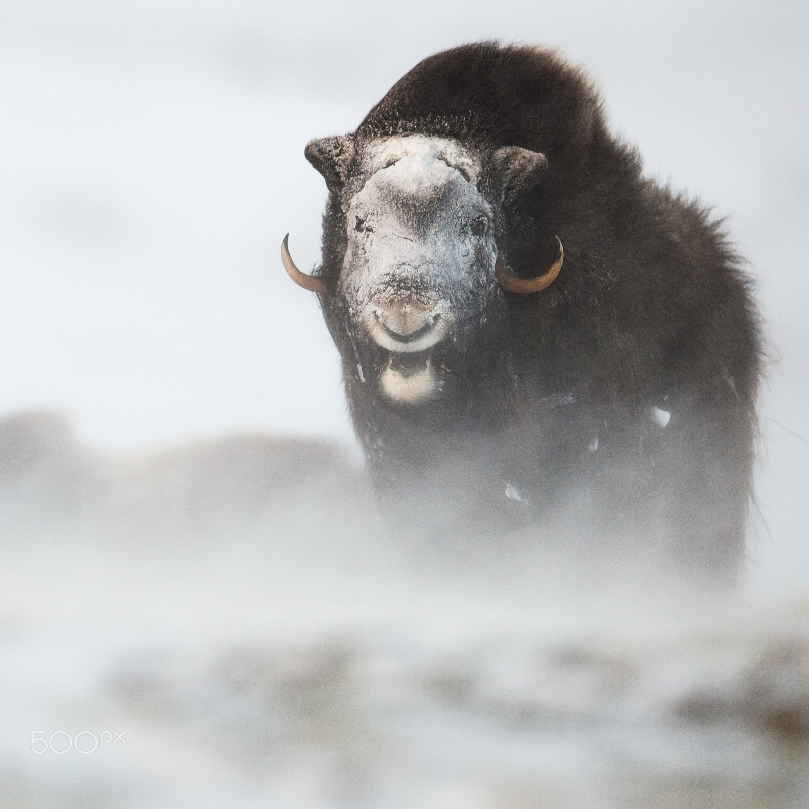 Canon EOS 5D Mark II + Canon EF 400mm F2.8L IS II USM sample photo. The laughing musk ox photography