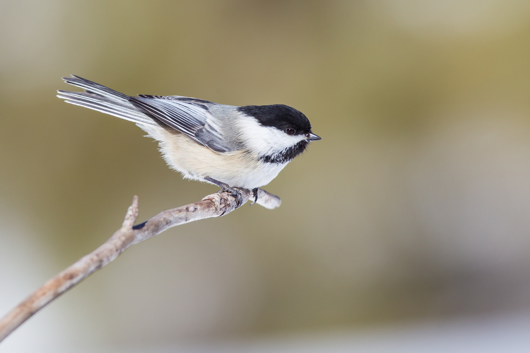 Canon EF 600mm f/4L IS sample photo. Black-capped chickadee photography