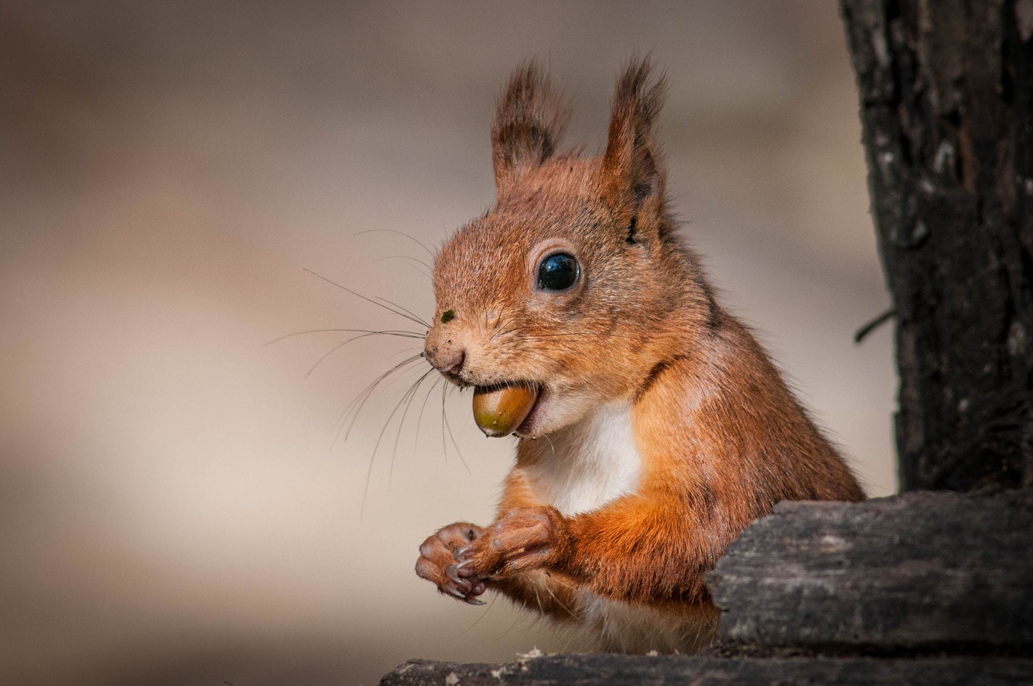 Nikon D300 + Nikkor 500mm f/4 P ED IF sample photo. Red squirrel photography