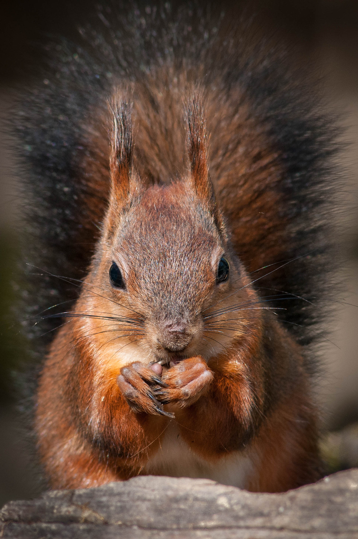 Nikon D300 + Nikkor 500mm f/4 P ED IF sample photo. Red squirrel photography