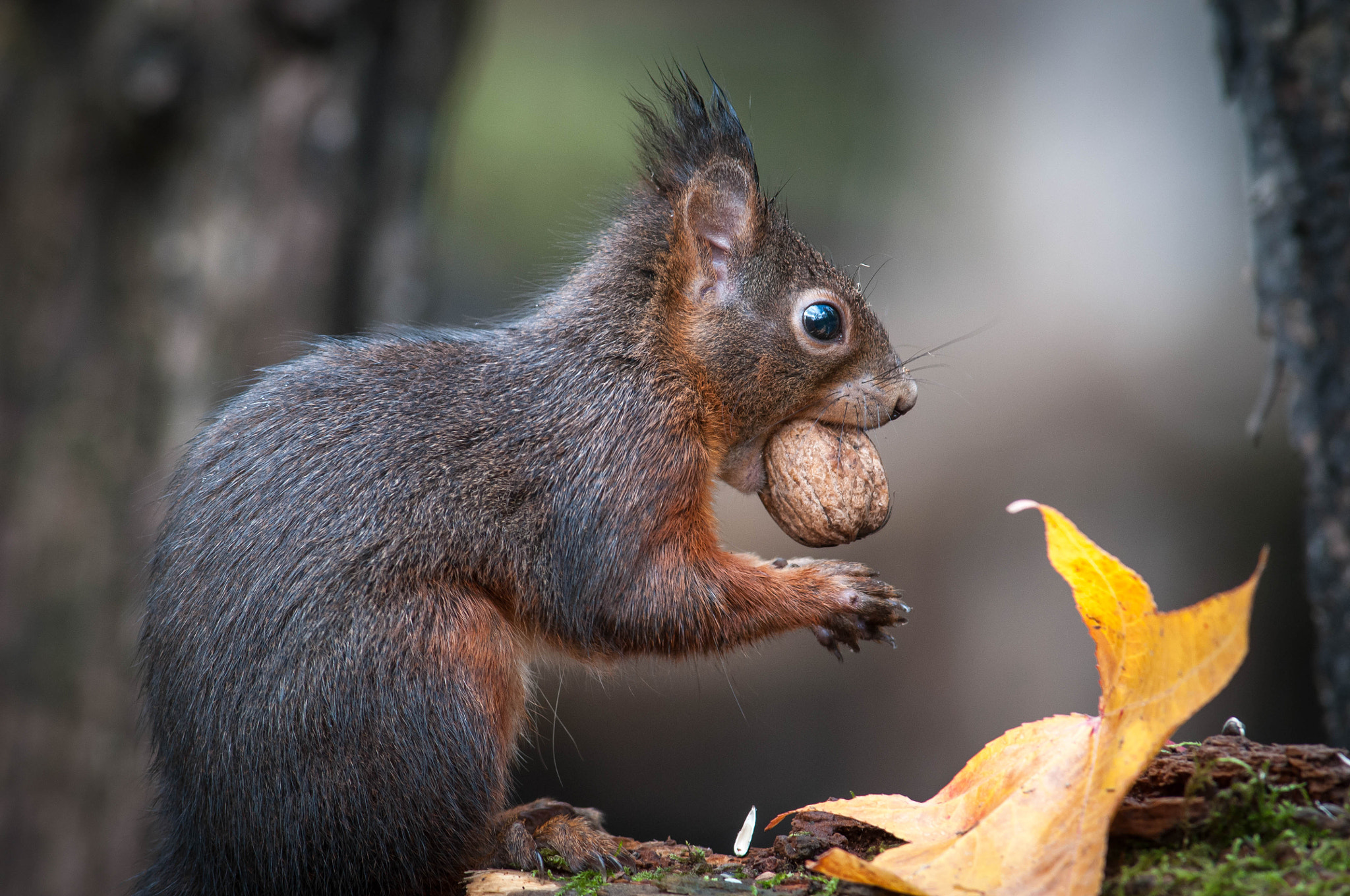 Nikon D300 + Nikkor 500mm f/4 P ED IF sample photo. Red squirrel photography