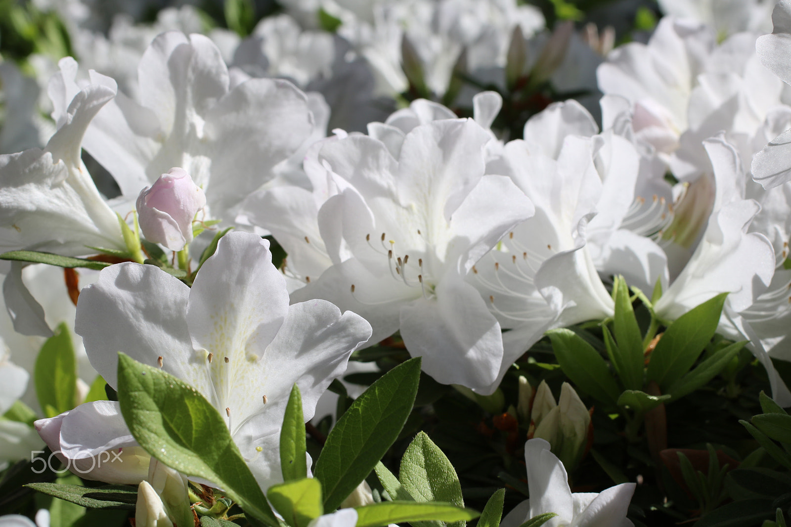 Canon EF 50mm F2.5 Macro sample photo. Azaleas 3828 photography