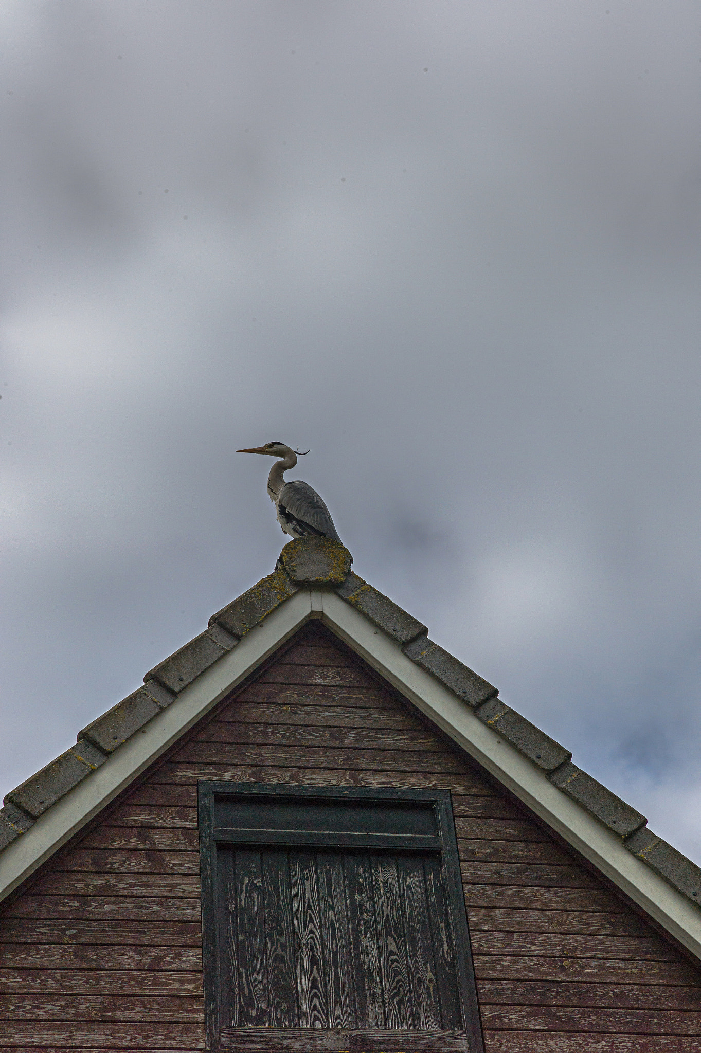 Leica M9 + Leica Summarit-M 75mm F2.5 sample photo. Bird, gray heron on the roof, spalding, uk.photo:jaimanuel freire photography