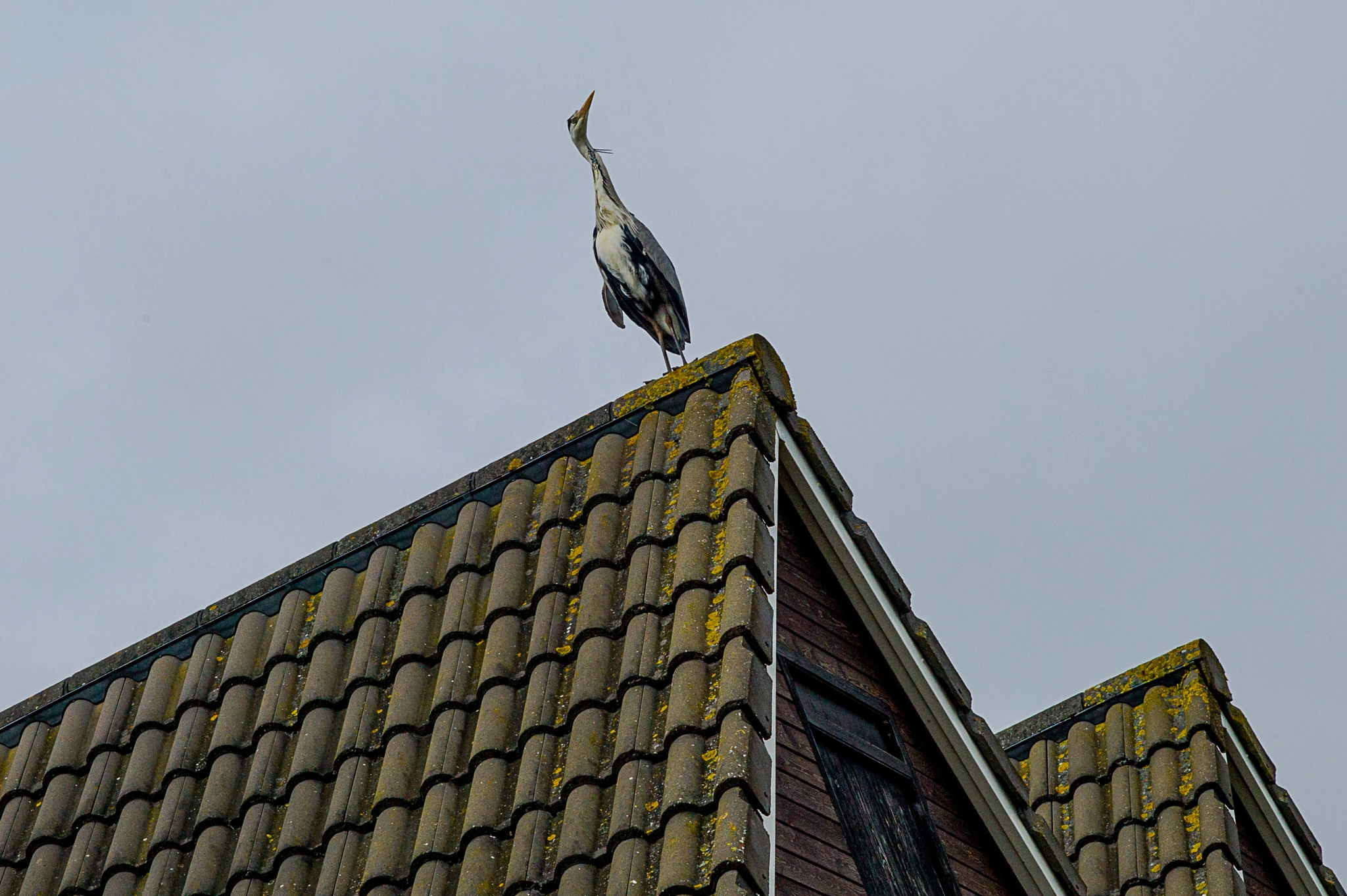 Leica M9 + Leica Summarit-M 75mm F2.5 sample photo. Bird, gray heron on the roof, spalding, uk.photo:jaimanuel freire photography