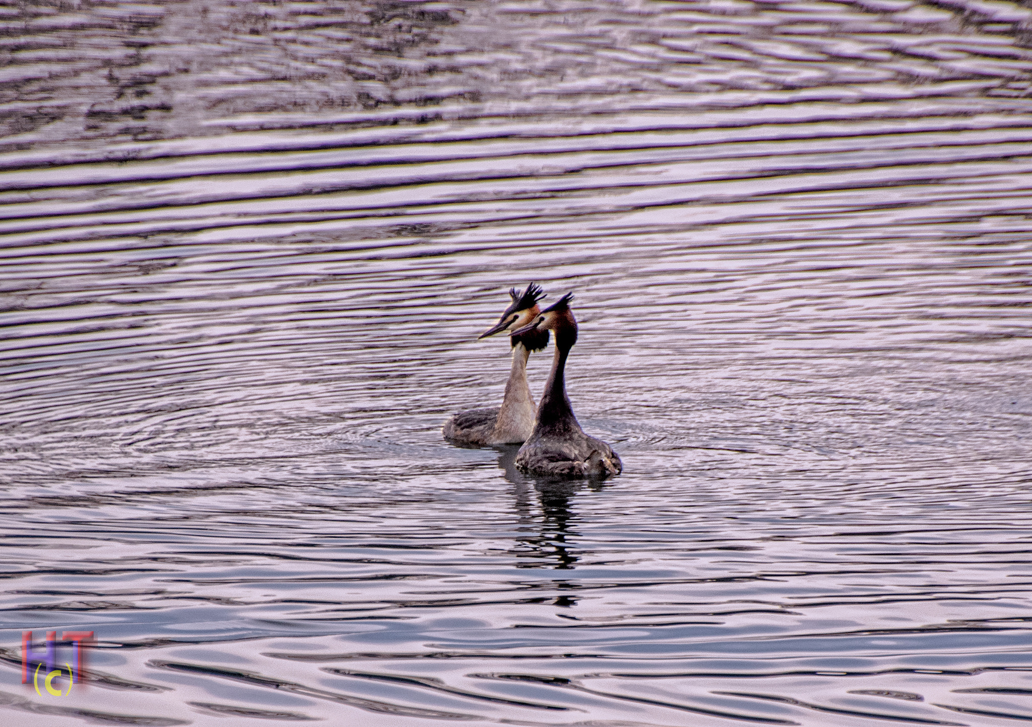 Sony SLT-A55 (SLT-A55V) + DT 18-270mm F3.5-6.3 sample photo. Grebes in spring photography