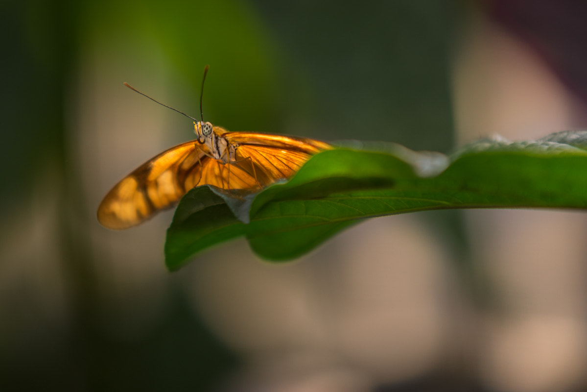 Sony a7R + Minolta/Sony AF 70-200mm F2.8 G sample photo. Papillon en lumière ... photography