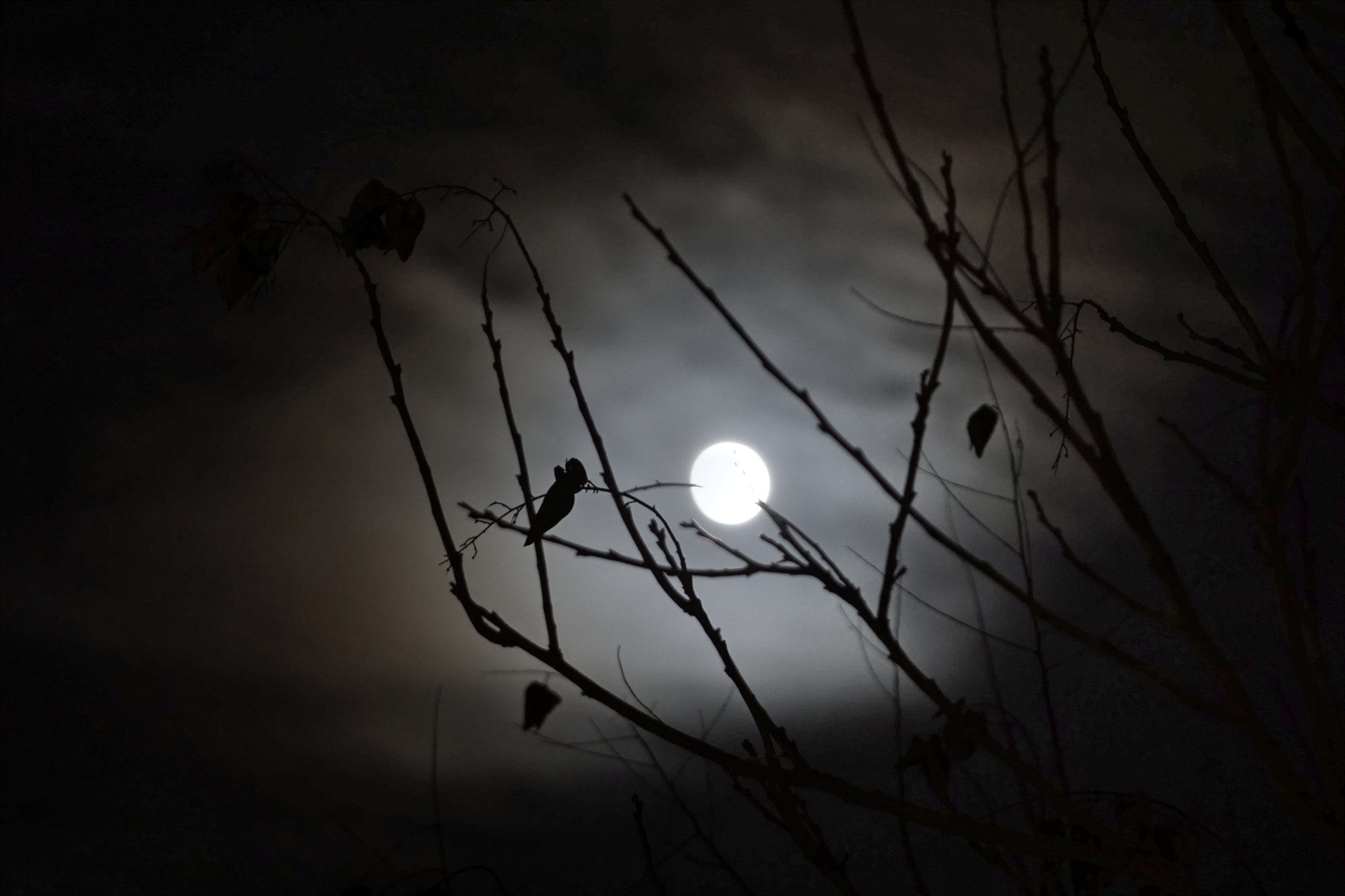 Sony a6000 + Sony 70-400mm F4-5.6 G SSM sample photo. Full moon photography