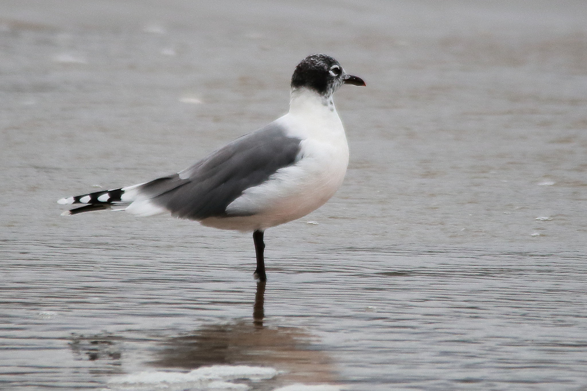 Sigma 150-500mm F5-6.3 DG OS HSM sample photo