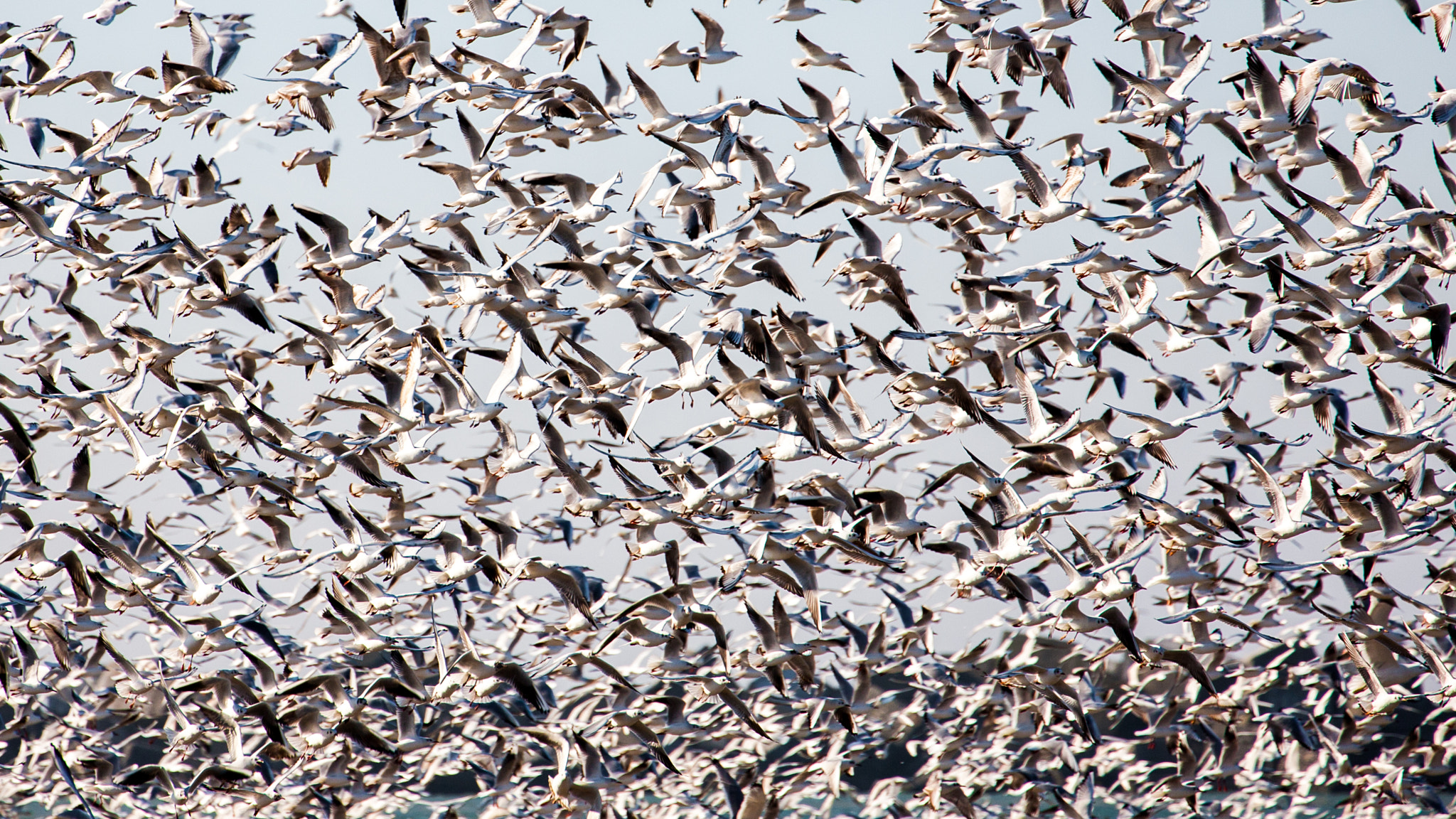 Canon EOS-1Ds Mark III sample photo. Gulls, photography