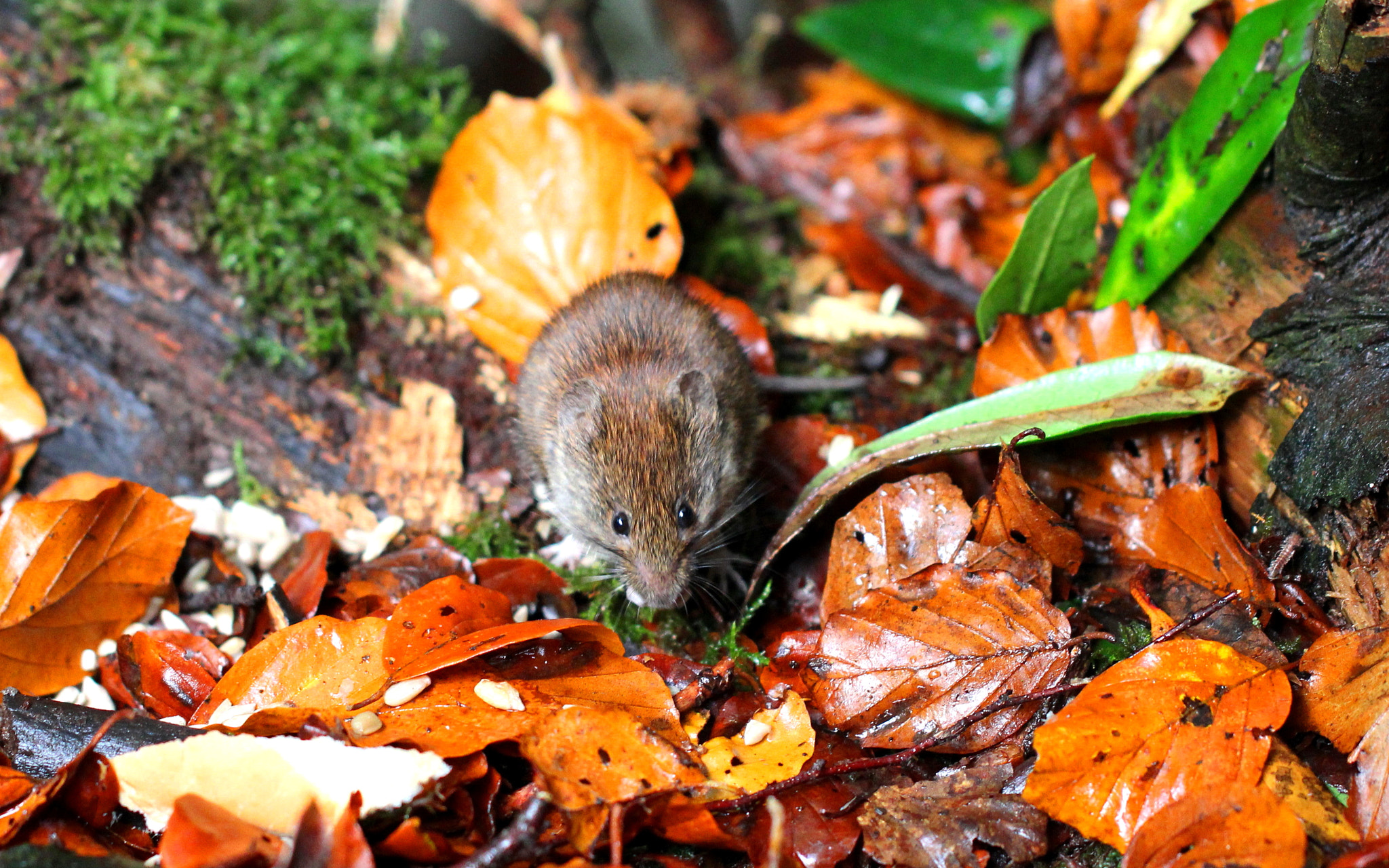 Canon EF 100mm F2.8L Macro IS USM sample photo. Bank vole photography