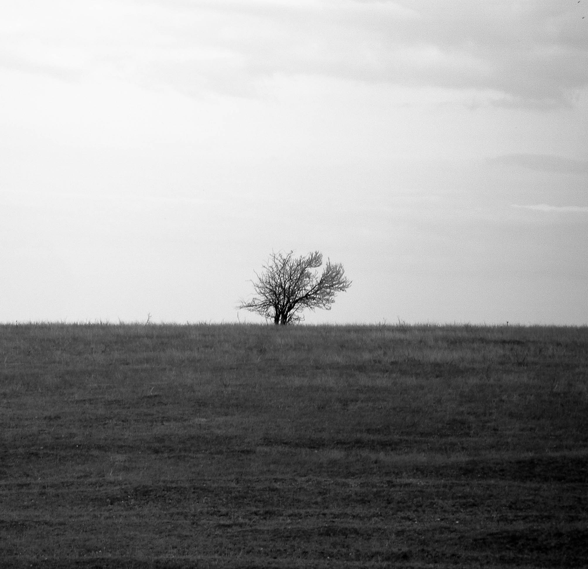 Olympus SP350 sample photo. The tree photography