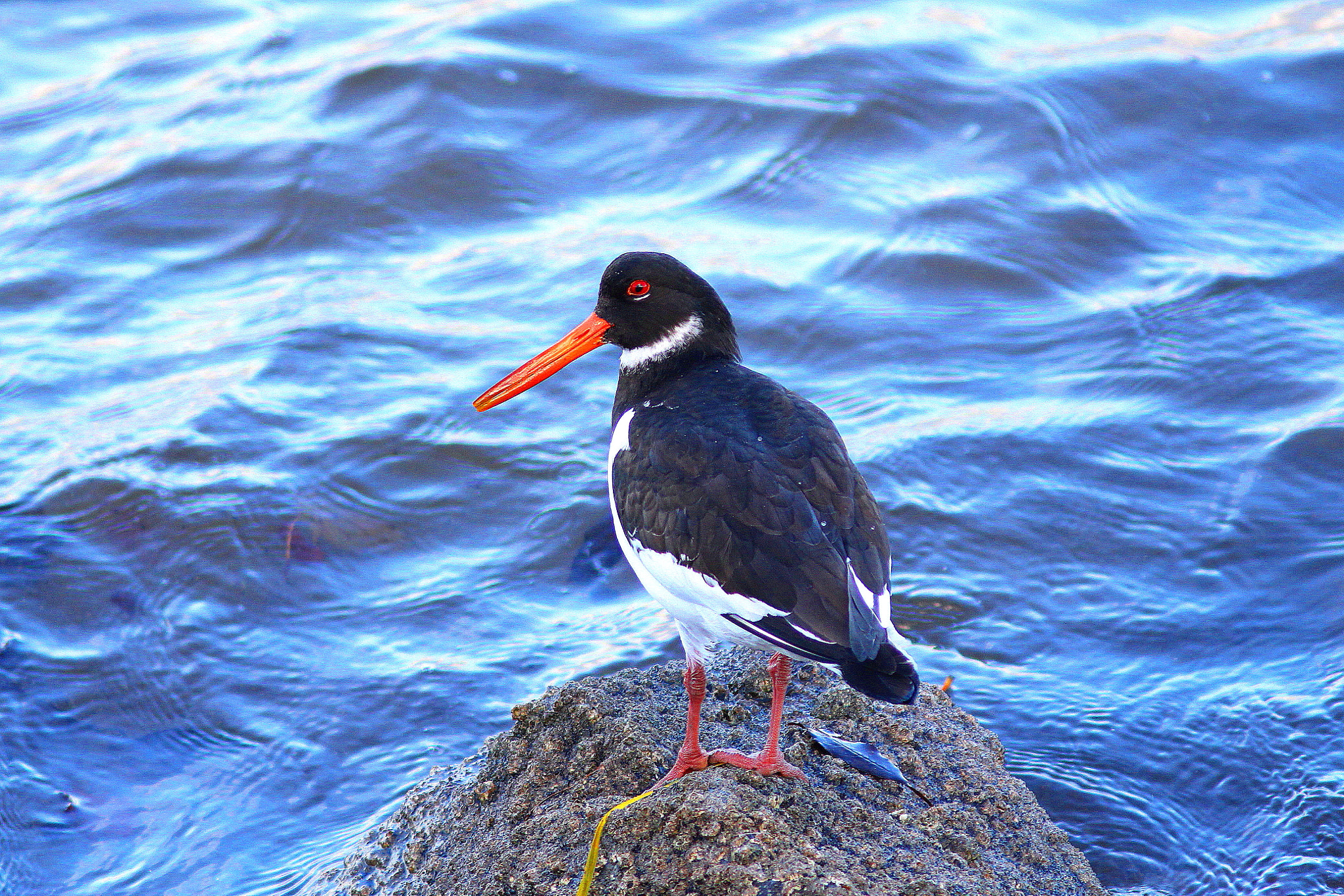 Canon EF 300mm F4L IS USM sample photo. Oystercatcher photography