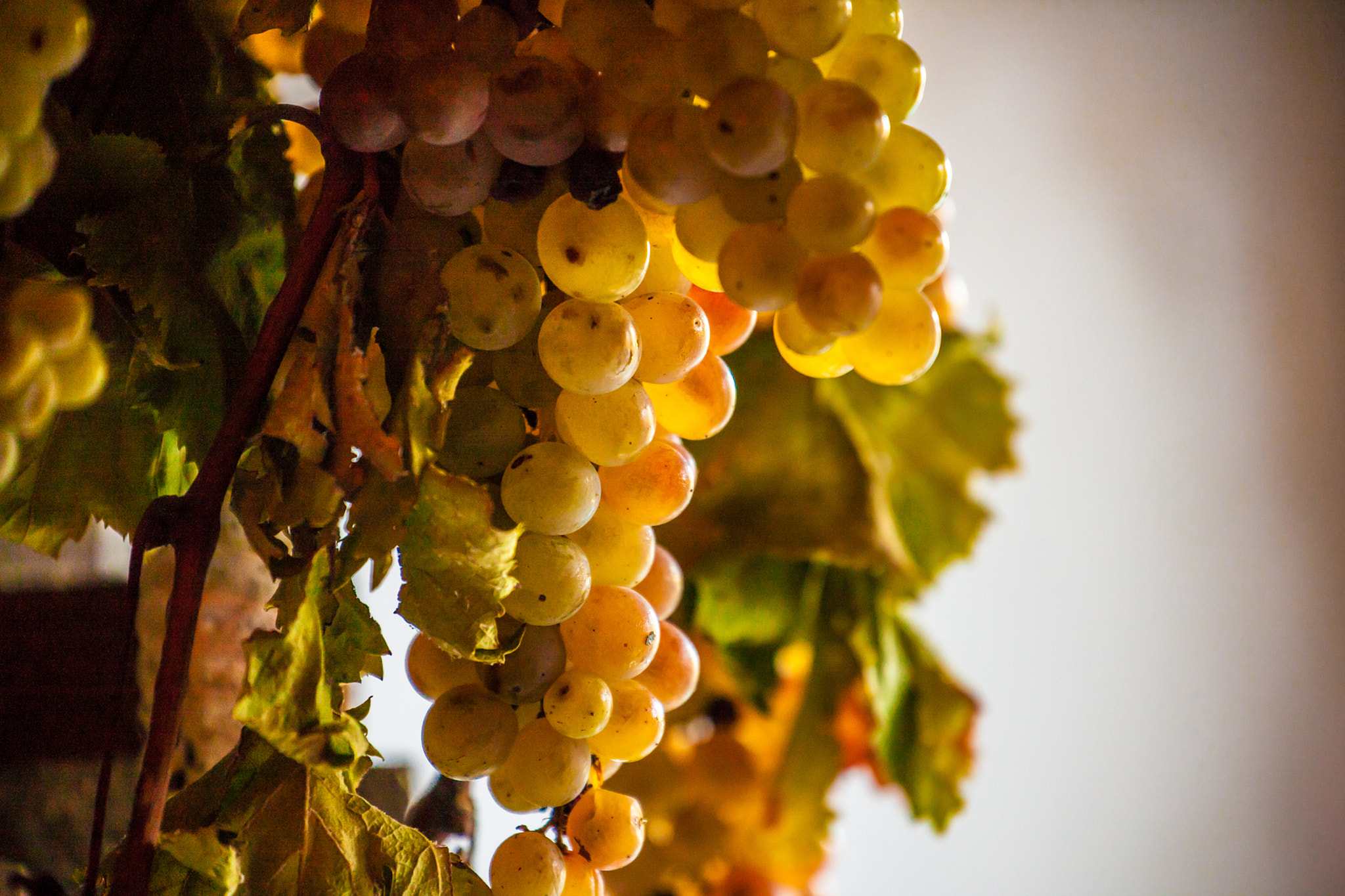 Canon EOS-1Ds Mark III sample photo. Grapes photography