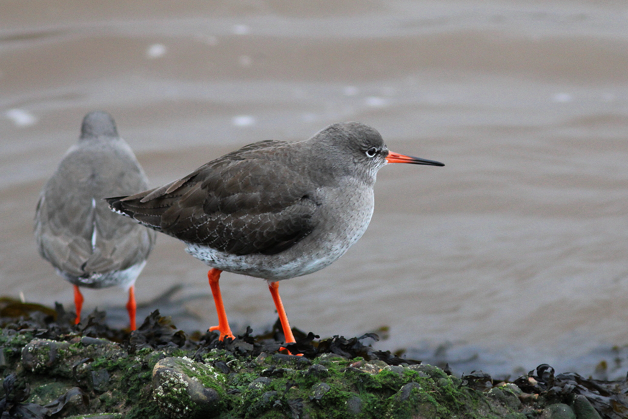 Canon EF 300mm F4L IS USM sample photo. Red shank photography