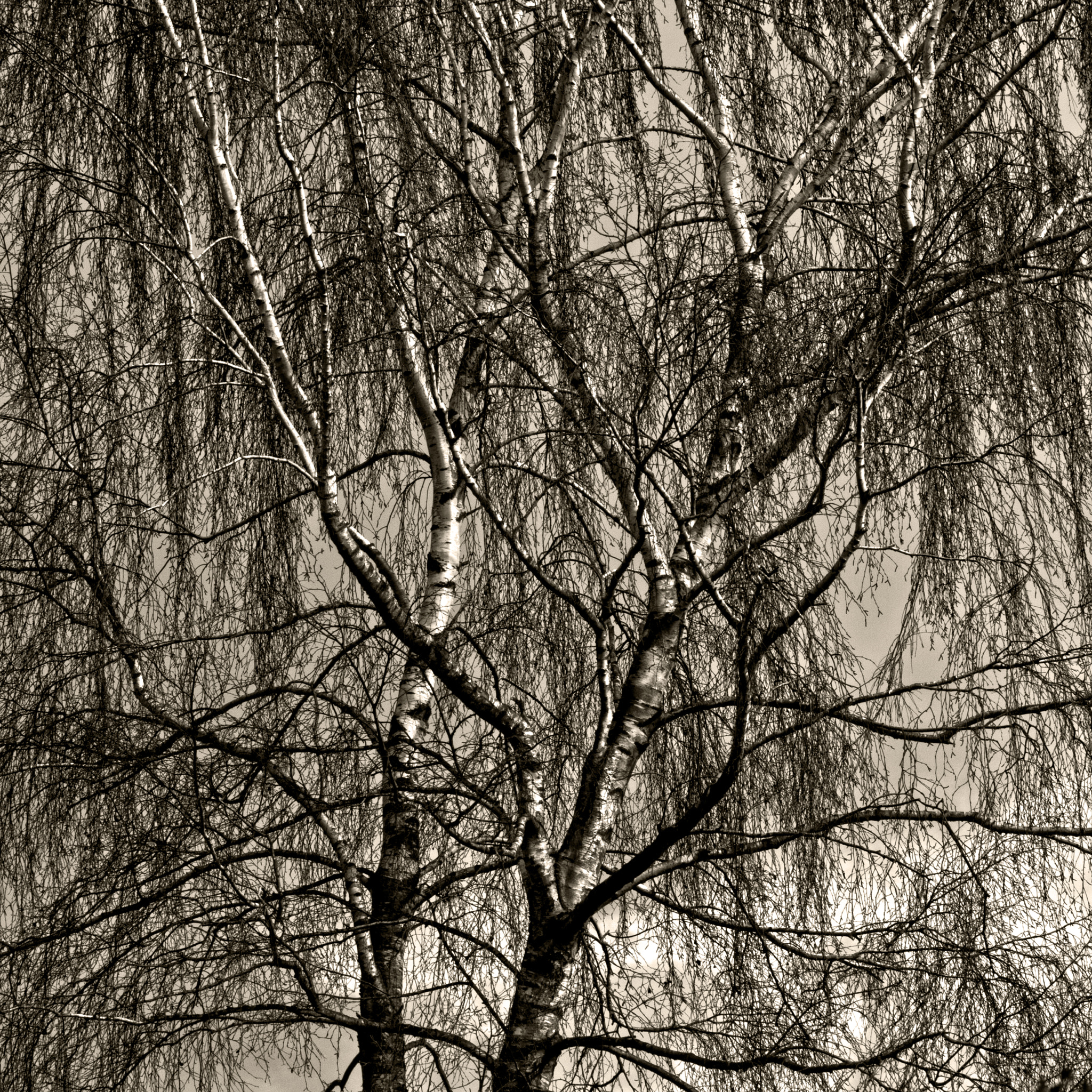 Canon EF 100-400mm F4.5-5.6L IS USM sample photo. Tree of life photography