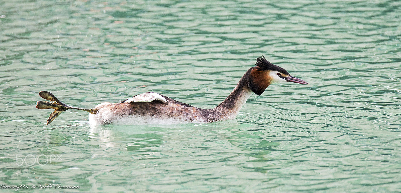 Tamron SP 150-600mm F5-6.3 Di VC USD sample photo. Ciao ciao.... photography