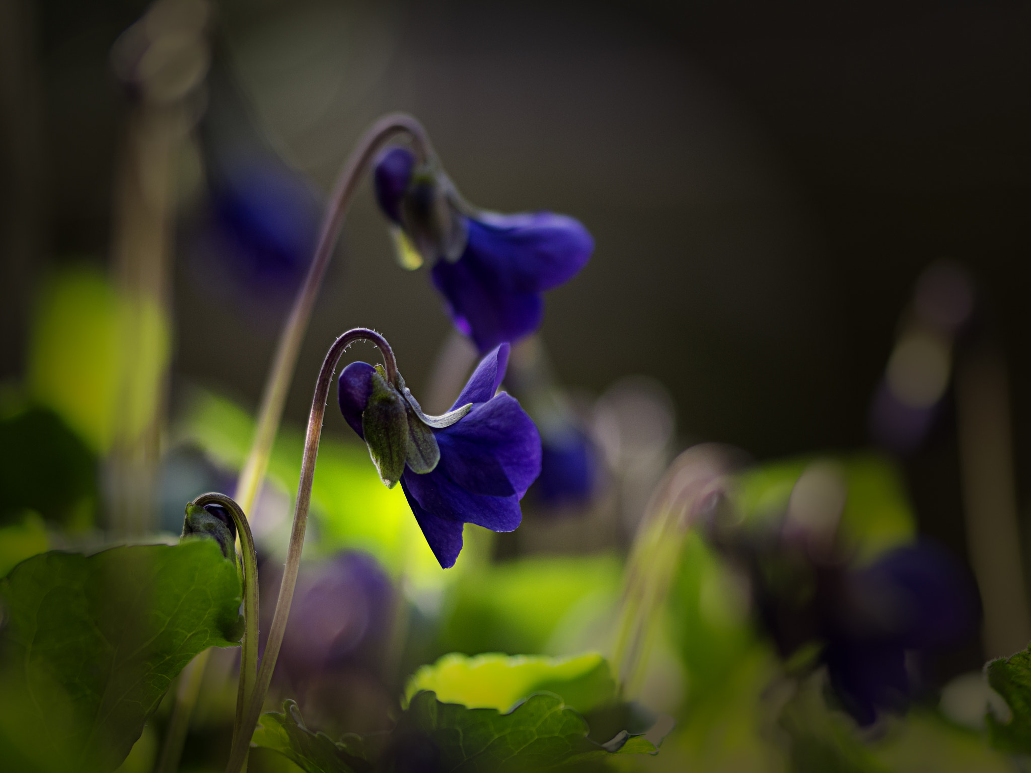 Samsung NX300 + Samsung NX 60mm F2.8 Macro ED OIS SSA sample photo. .. photography