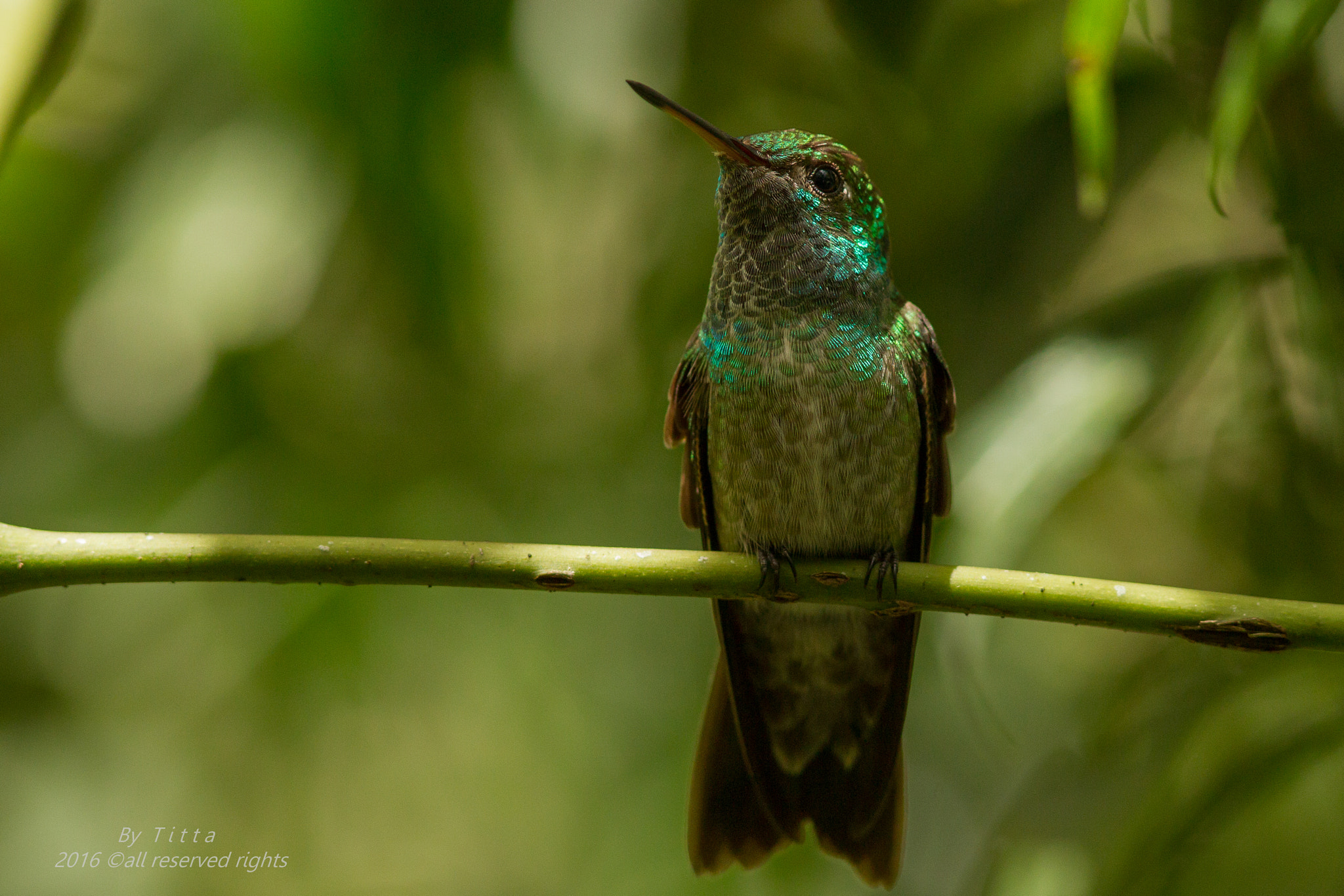 Canon EF 300mm F4L IS USM sample photo. Beija flor de banda branca- parque das  aves- photography