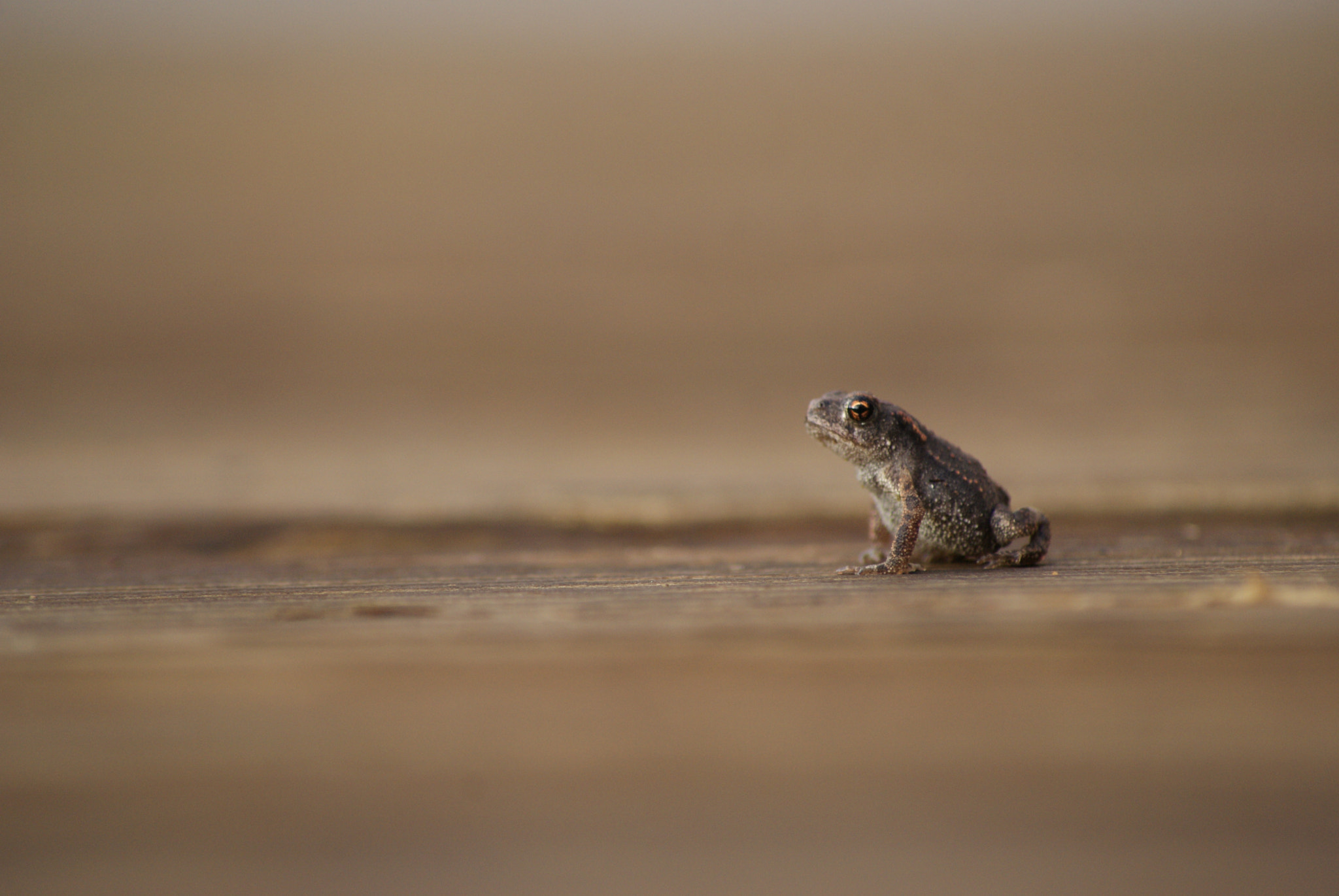 Sony Alpha DSLR-A300 + Sony DT 55-200mm F4-5.6 SAM sample photo. Crapaud photography