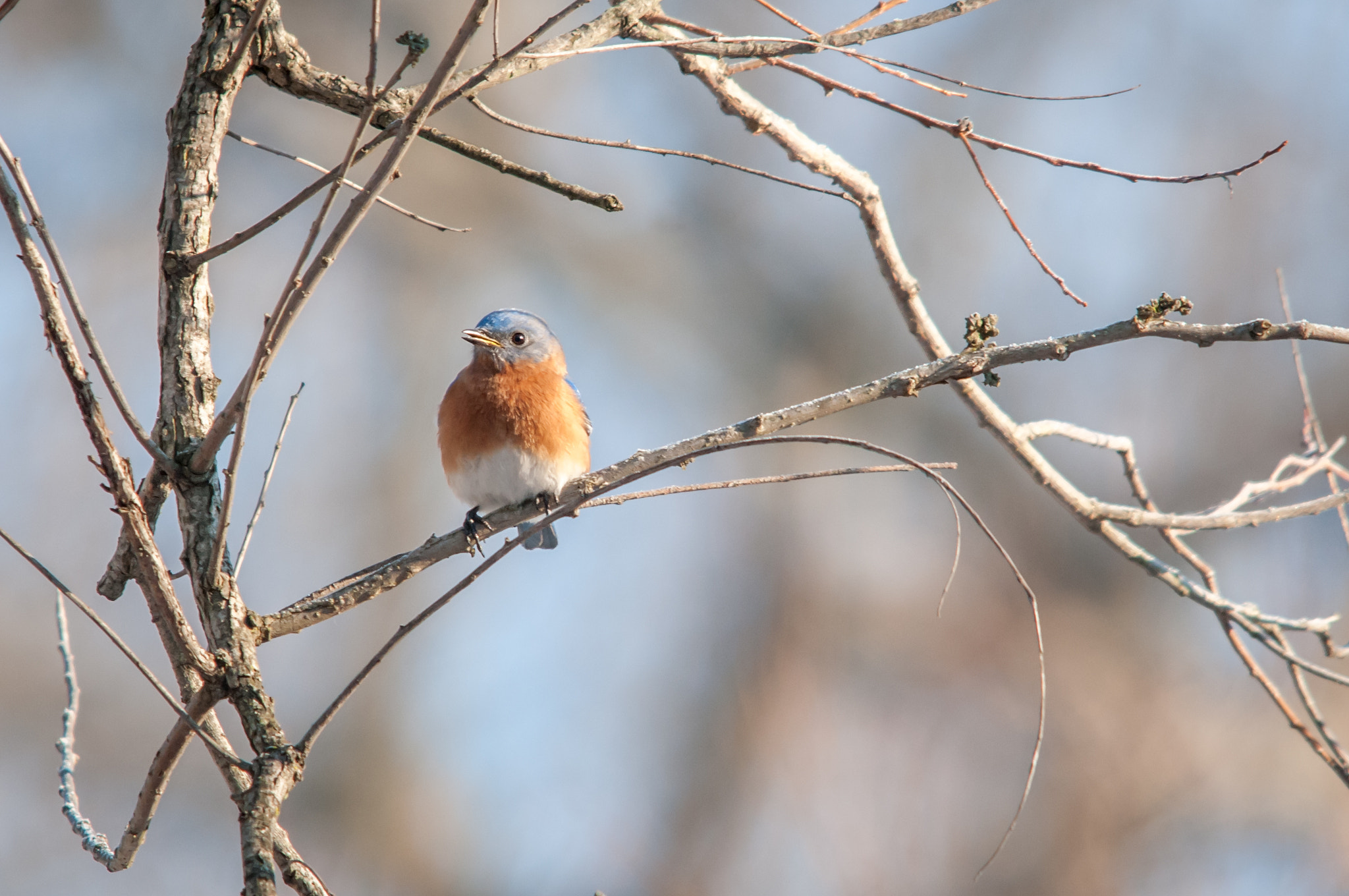 Sigma 150-500mm F5-6.3 DG OS HSM sample photo. Eastern bluebird photography