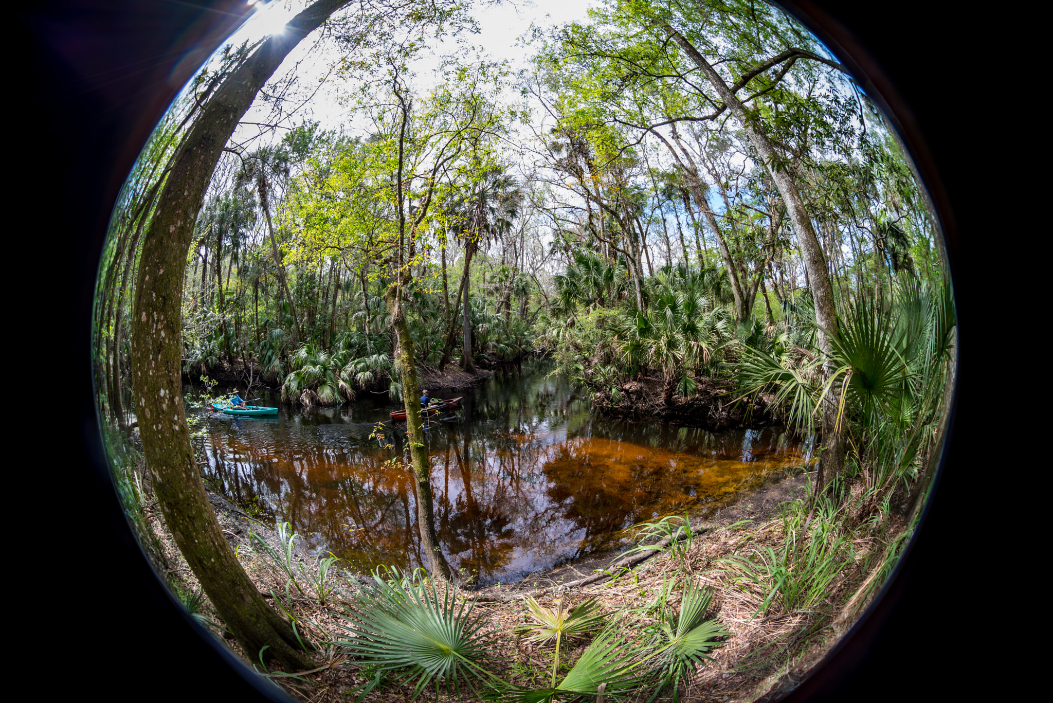 Nikon AF DX Fisheye-Nikkor 10.5mm F2.8G ED sample photo. Florida swamp photography