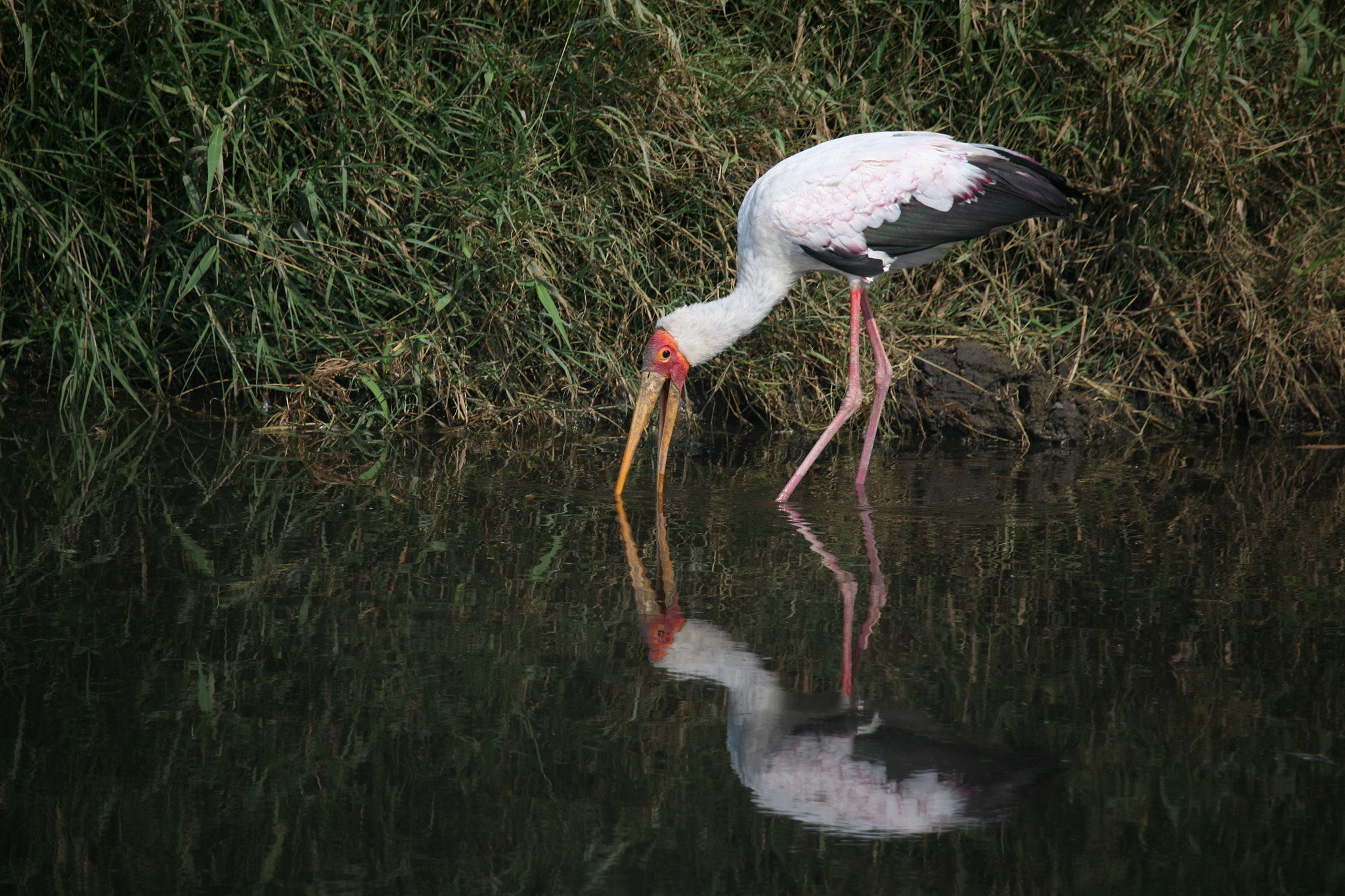 Canon EF 100-400mm F4.5-5.6L IS USM sample photo. Tantale ibis d'afrique photography