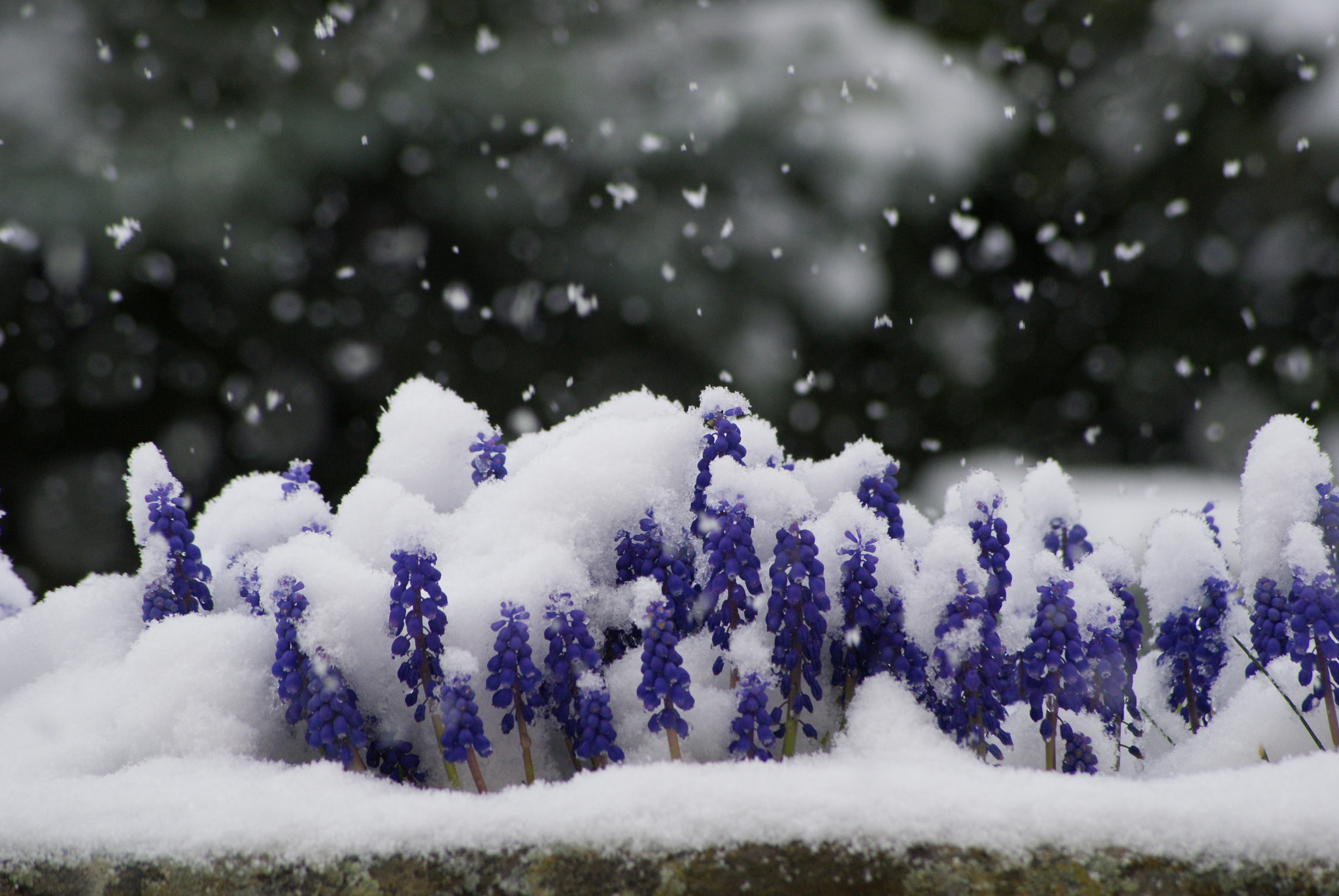 Sony Alpha DSLR-A300 + Sony DT 55-200mm F4-5.6 SAM sample photo. Fleur sous la neige photography