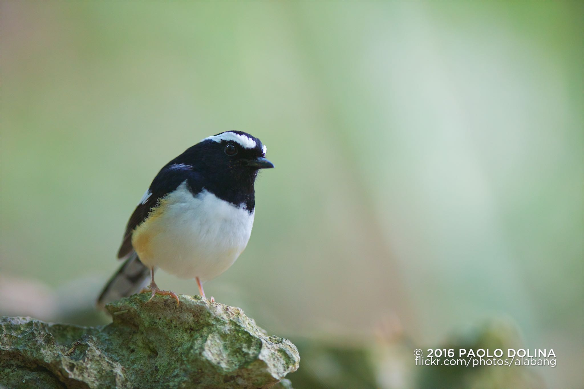 Canon EF 400mm F2.8L IS II USM sample photo. White-browed shama (copsychus luzoniensis) photography