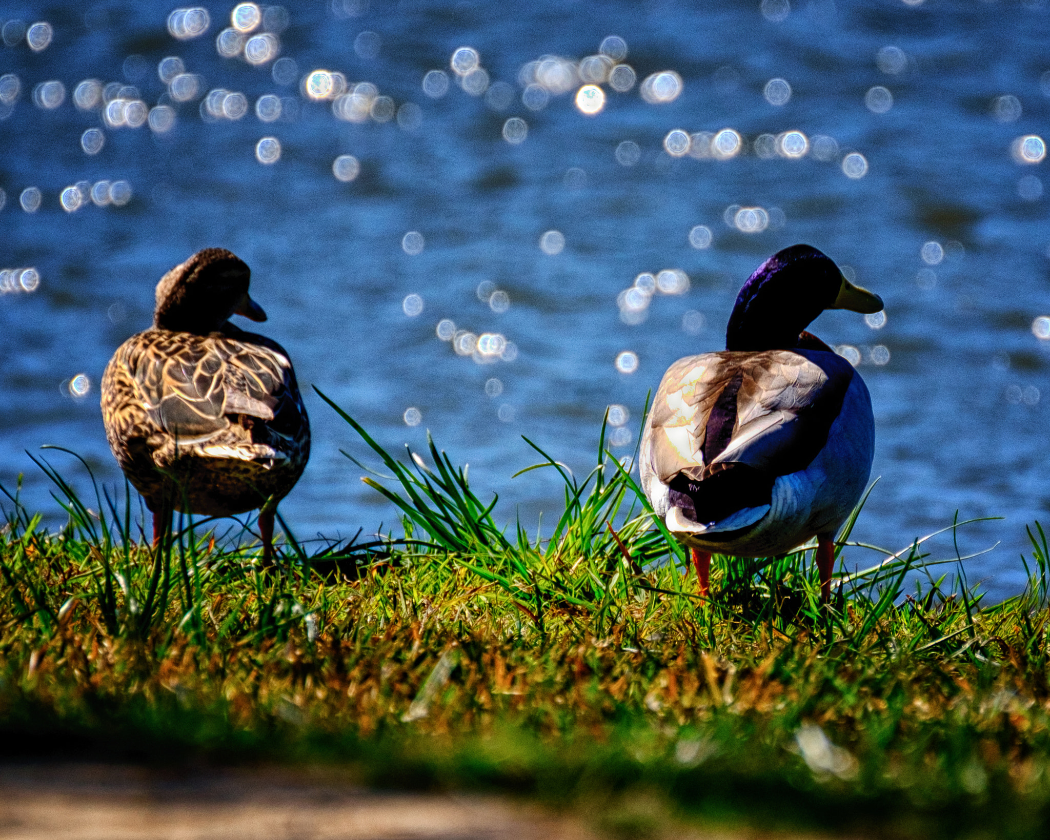 XF100-400mmF4.5-5.6 R LM OIS WR + 1.4x sample photo. Together photography