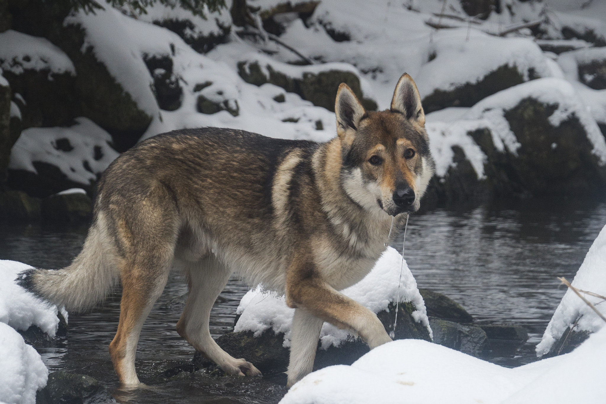 Sony E 18-200mm F3.5-6.3 OSS sample photo. Wolf photography