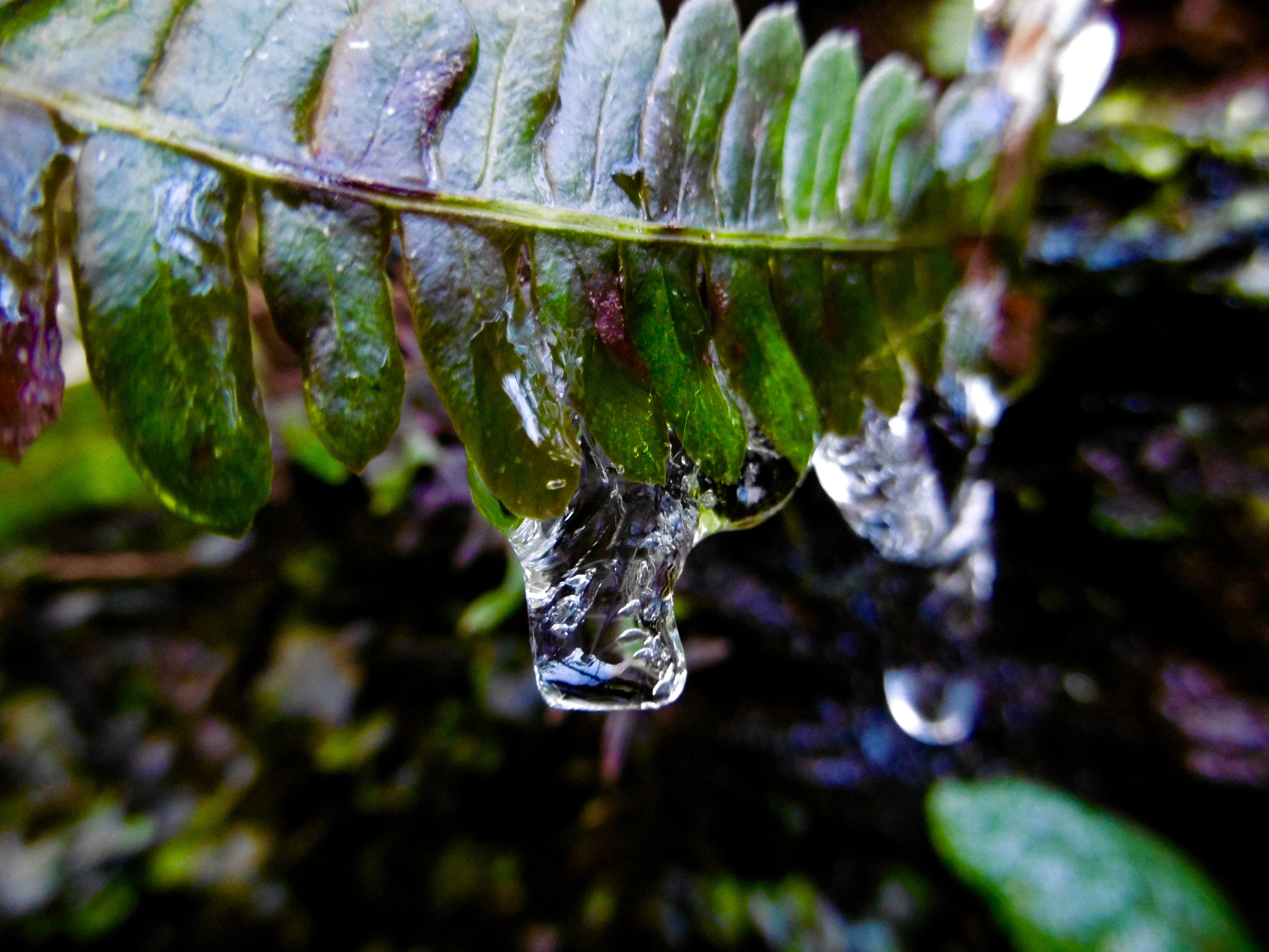 Panasonic DMC-SZ8 sample photo. Ice drop photography