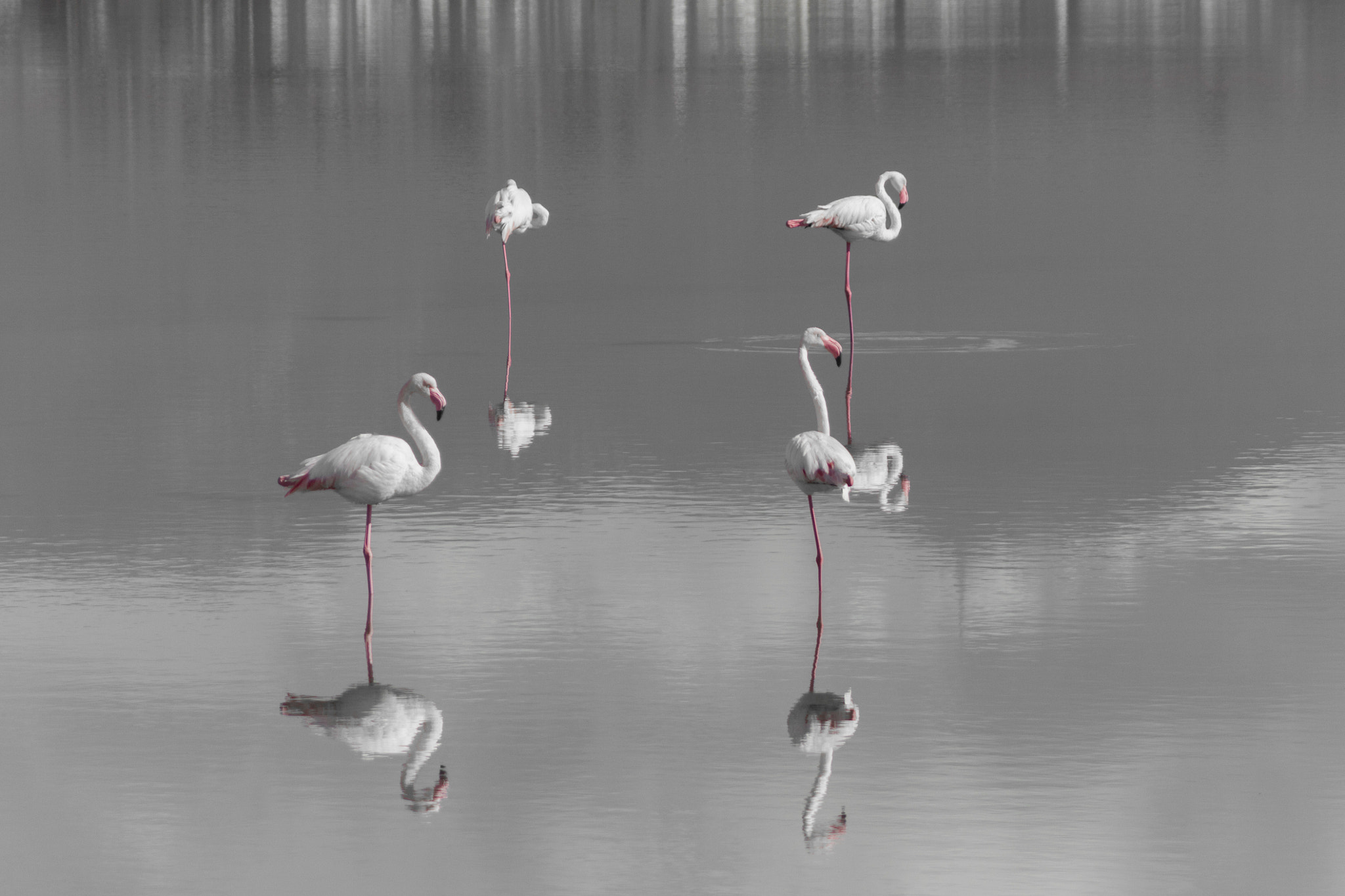 Canon EF 55-200mm f/4.5-5.6 sample photo. Flamingo... photography