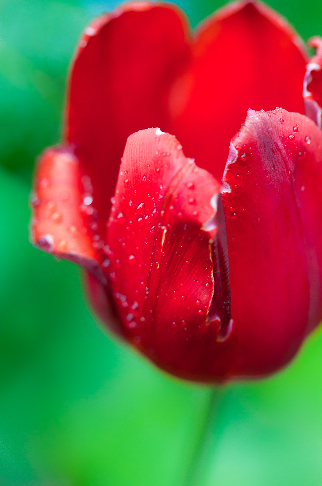 Sigma 150mm F2.8 EX DG OS Macro HSM sample photo. The red beauty photography