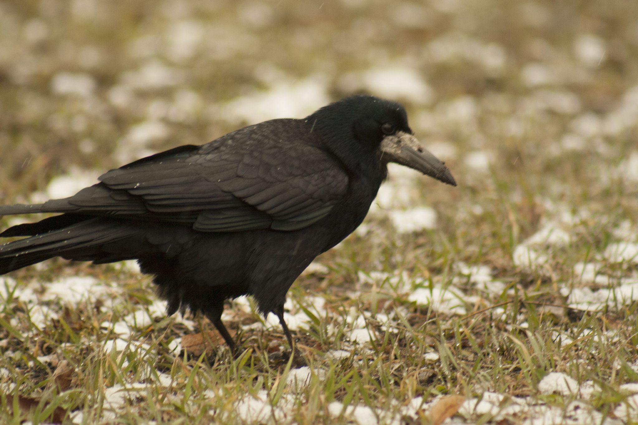 Canon EOS 30D + EF75-300mm f/4-5.6 sample photo. Raven photography