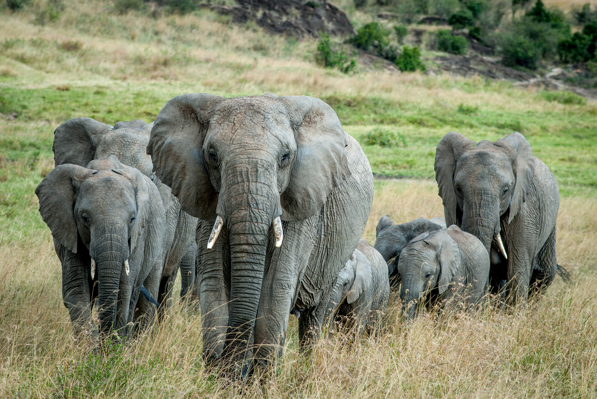 Nikon AF-Nikkor 80-200mm F2.8D ED sample photo. Masai elephants photography