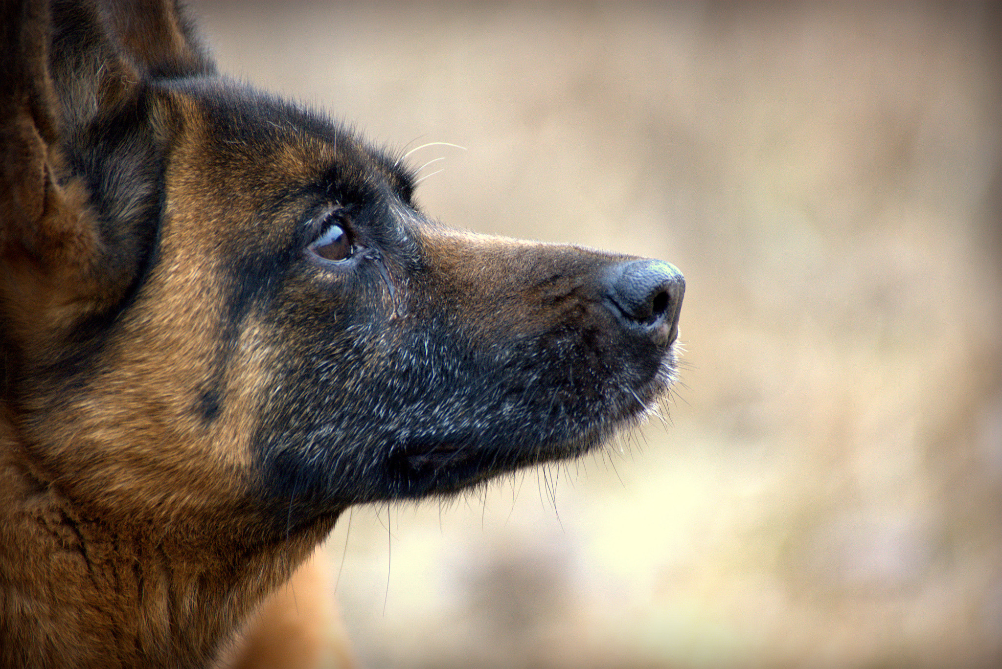 Sony Alpha DSLR-A390 sample photo. Dog's life photography