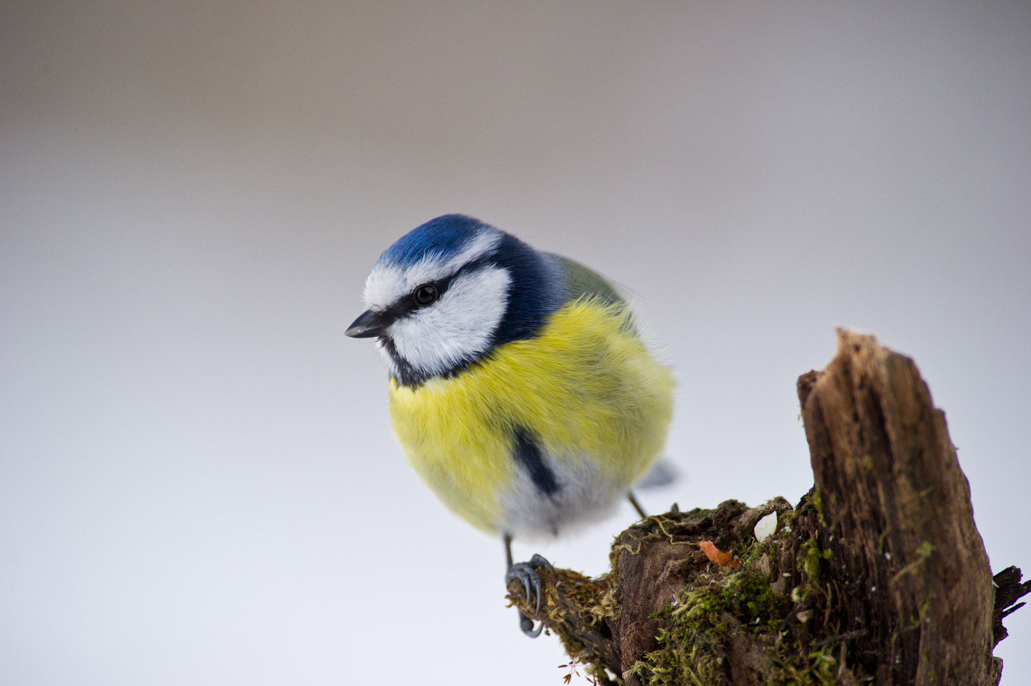 AF-S Nikkor 300mm f/2.8D IF-ED II sample photo. Cyanistes caeruleus...here i am. photography