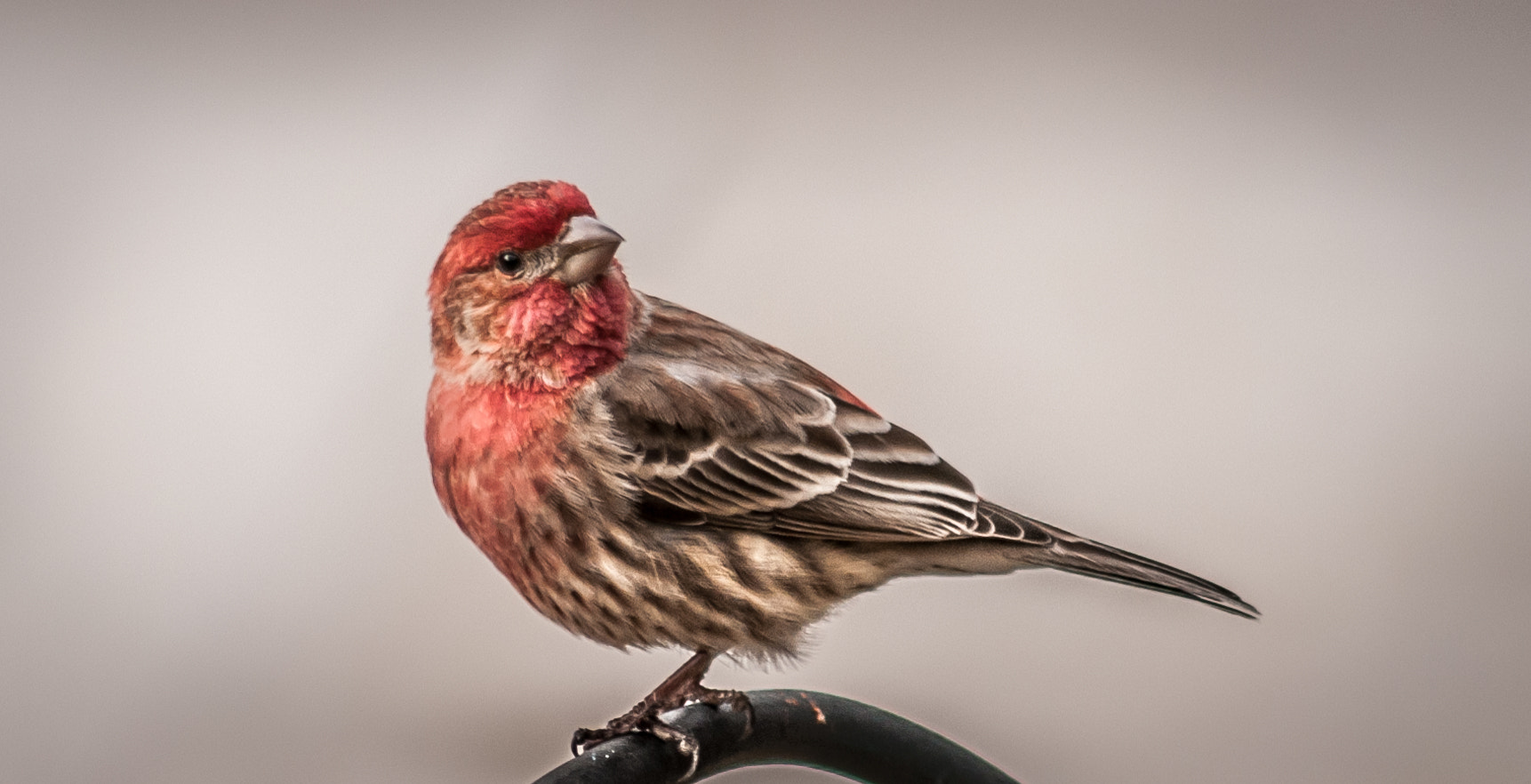 Sigma 70-300mm F4-5.6 APO DG Macro sample photo. Purple finch photography