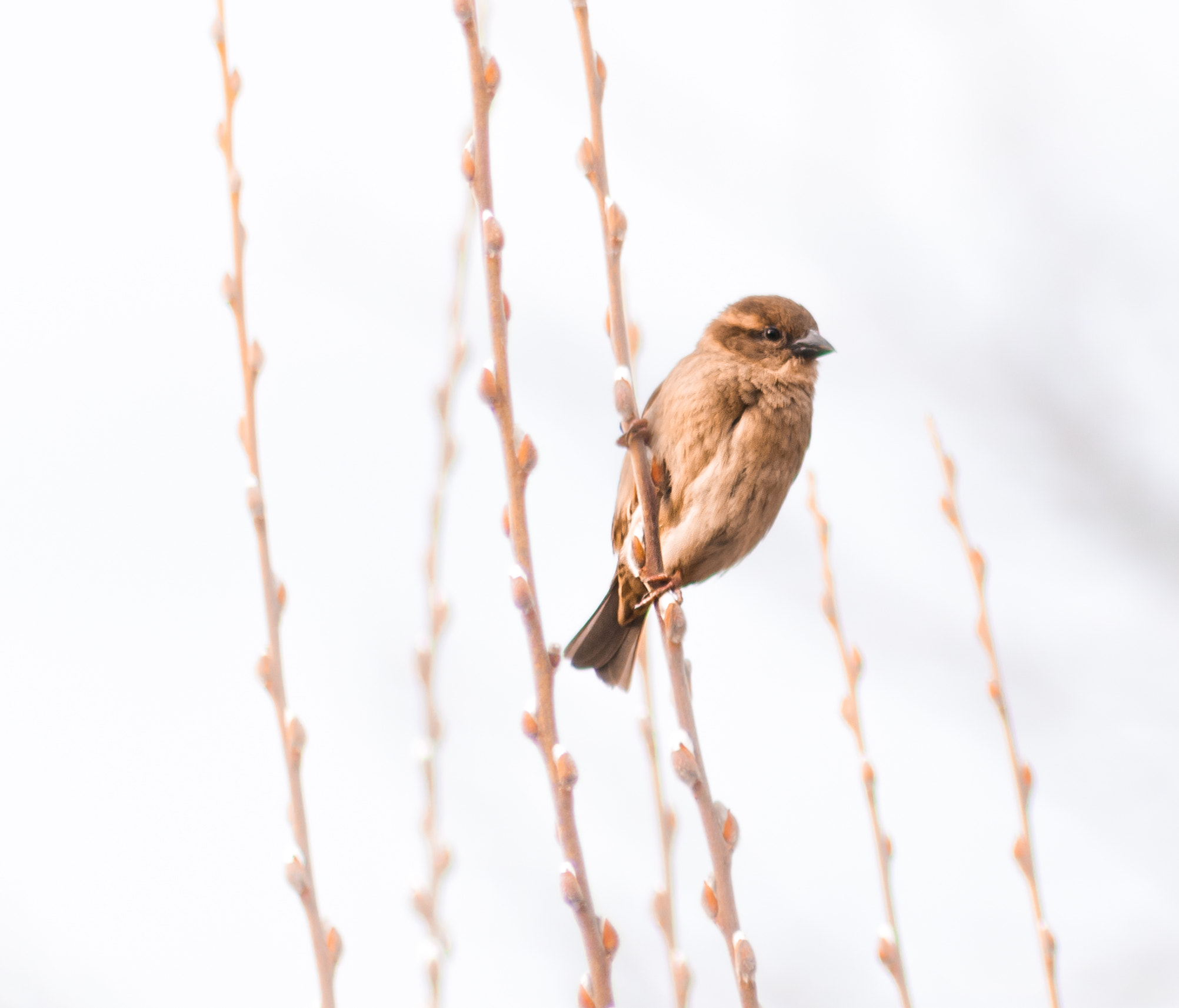 Sigma 70-300mm F4-5.6 APO DG Macro sample photo. Sparrow photography