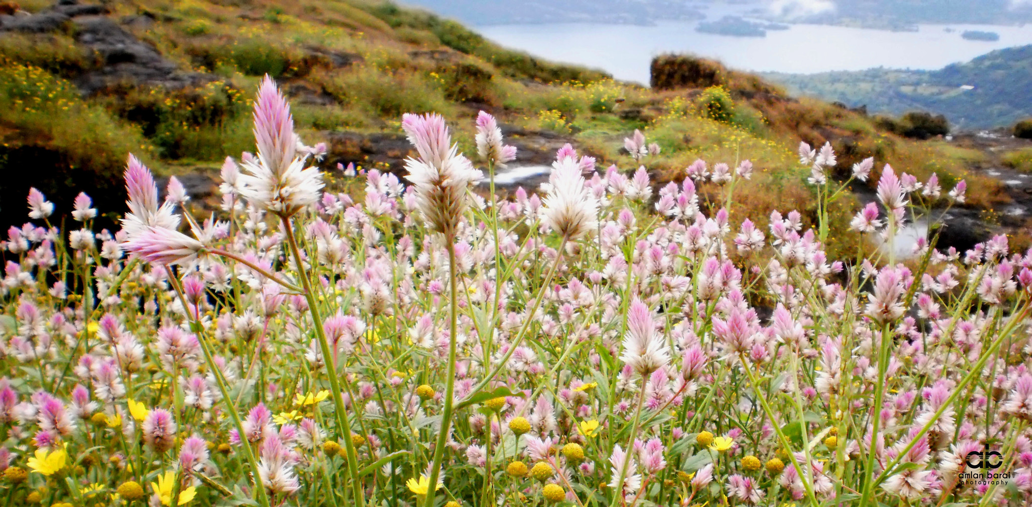 Olympus T105,T100,X36 sample photo. At 3400 ft above the sea... photography